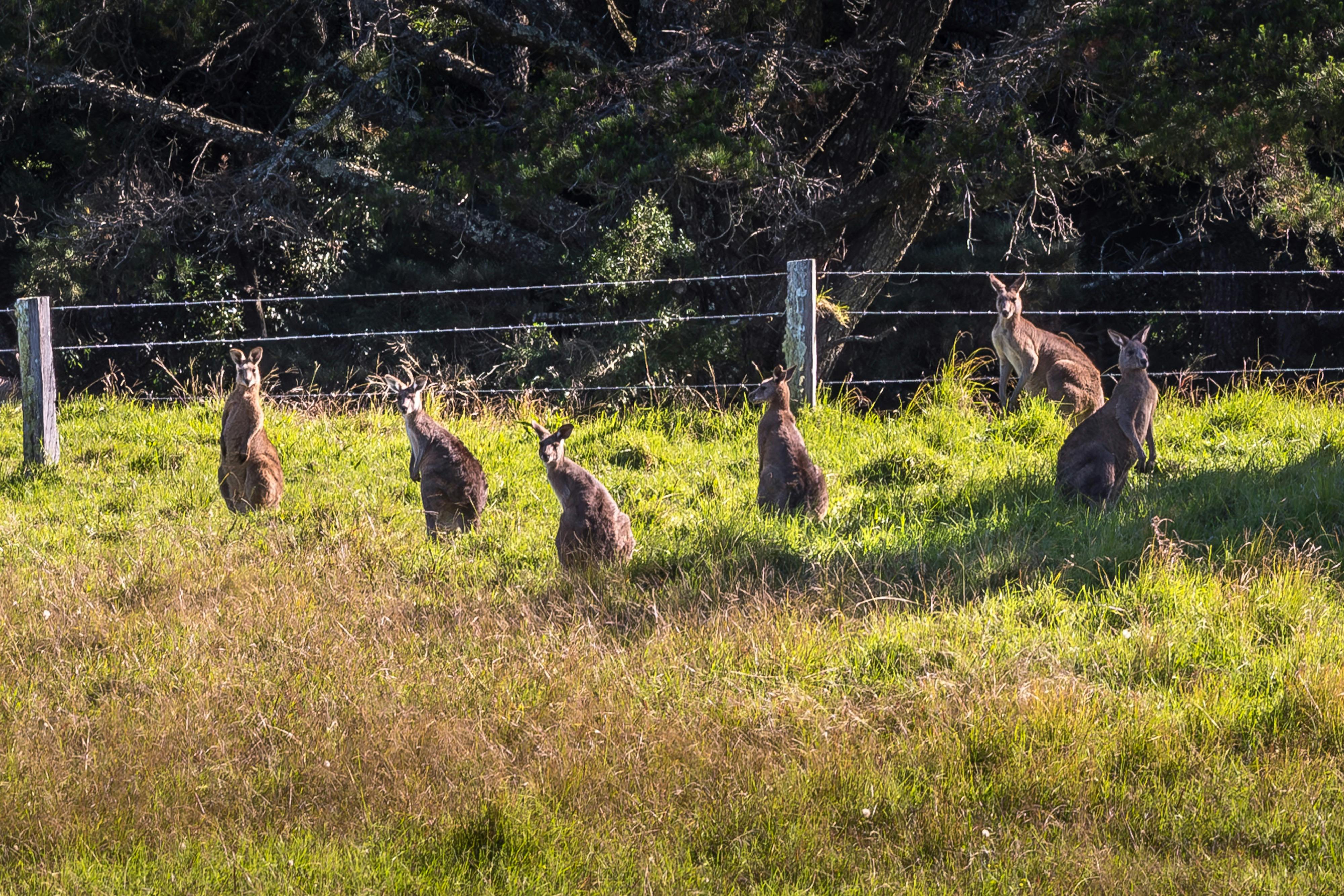 Wild kangaroos in a green pasture