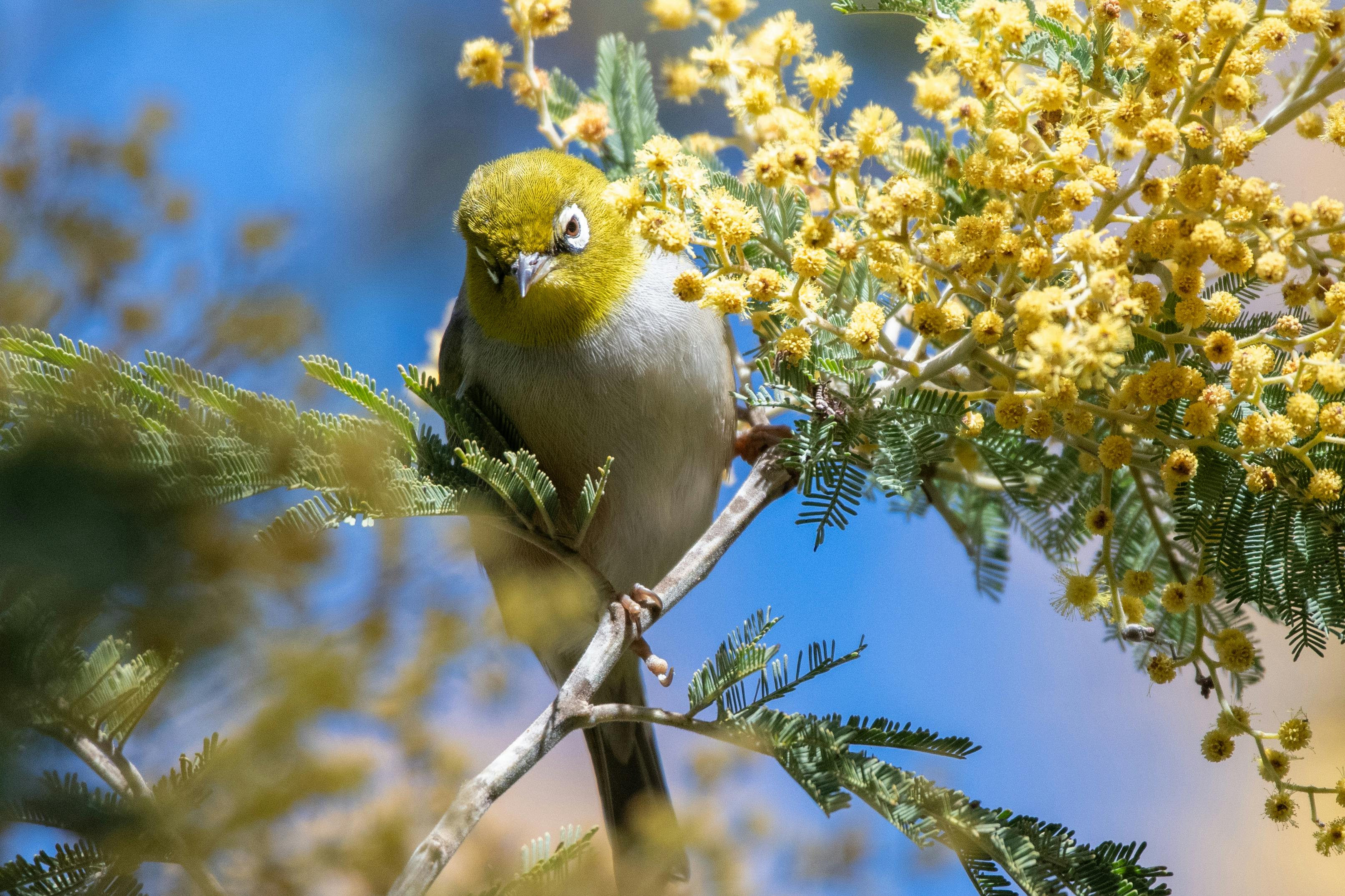 Silvereye bird sitting on wattle branch