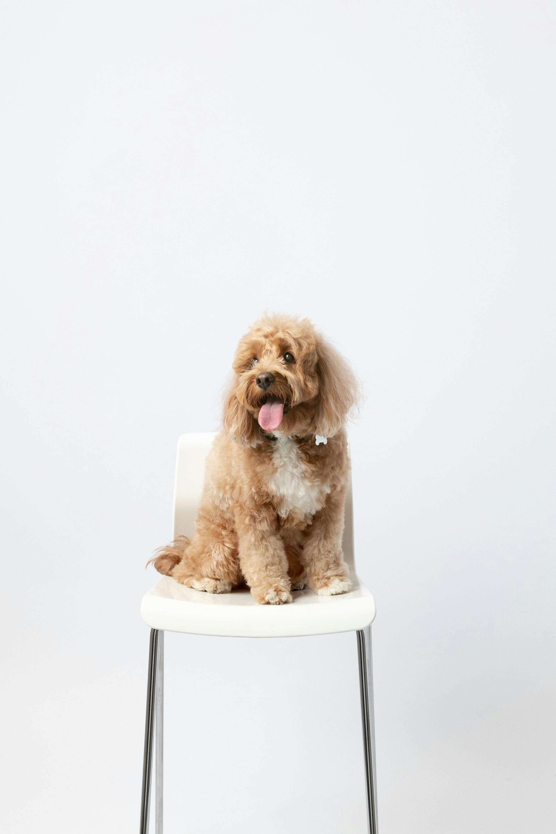 Pet photo session in a private self photo studio