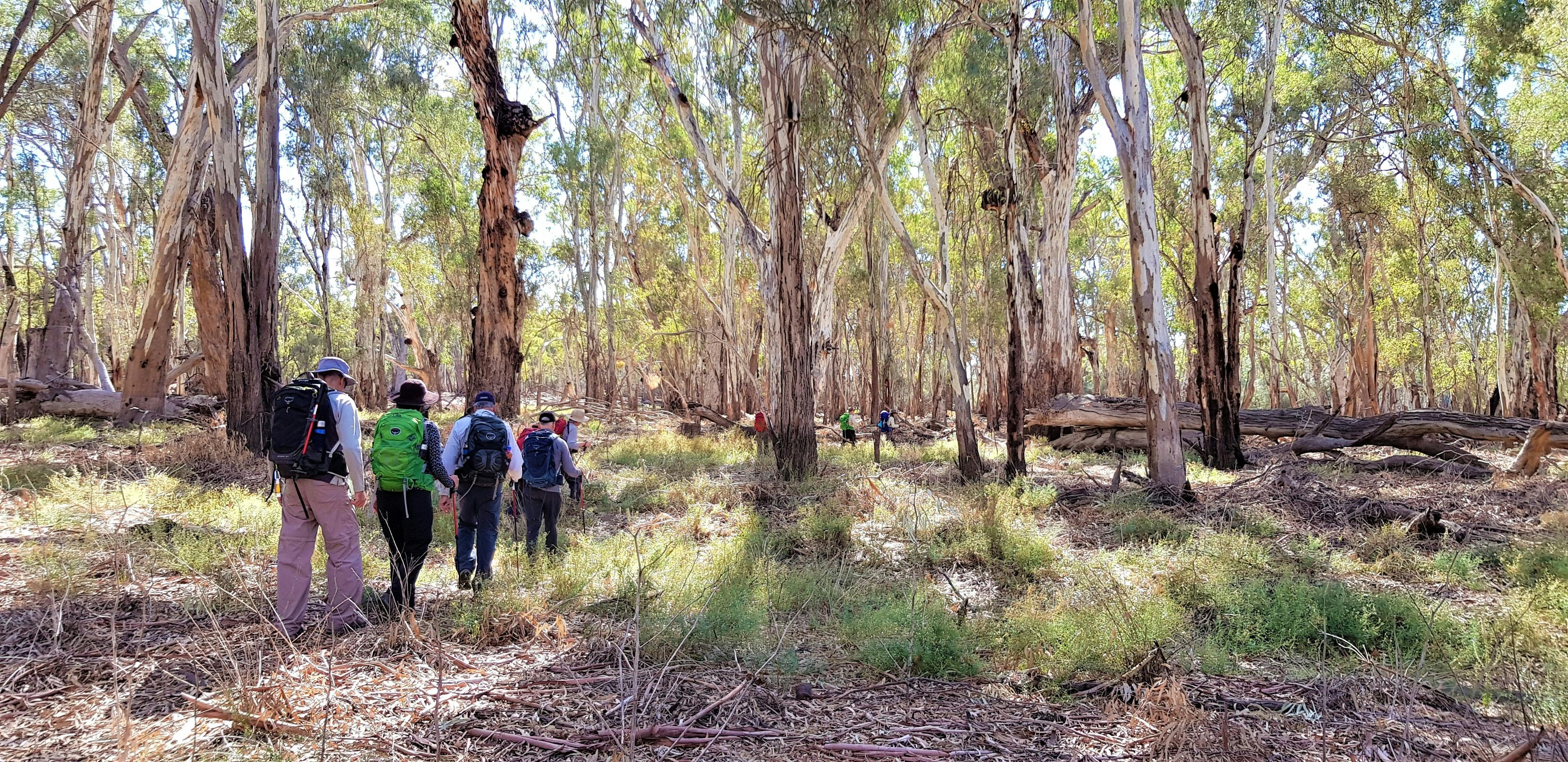 Group bushwalking in nature