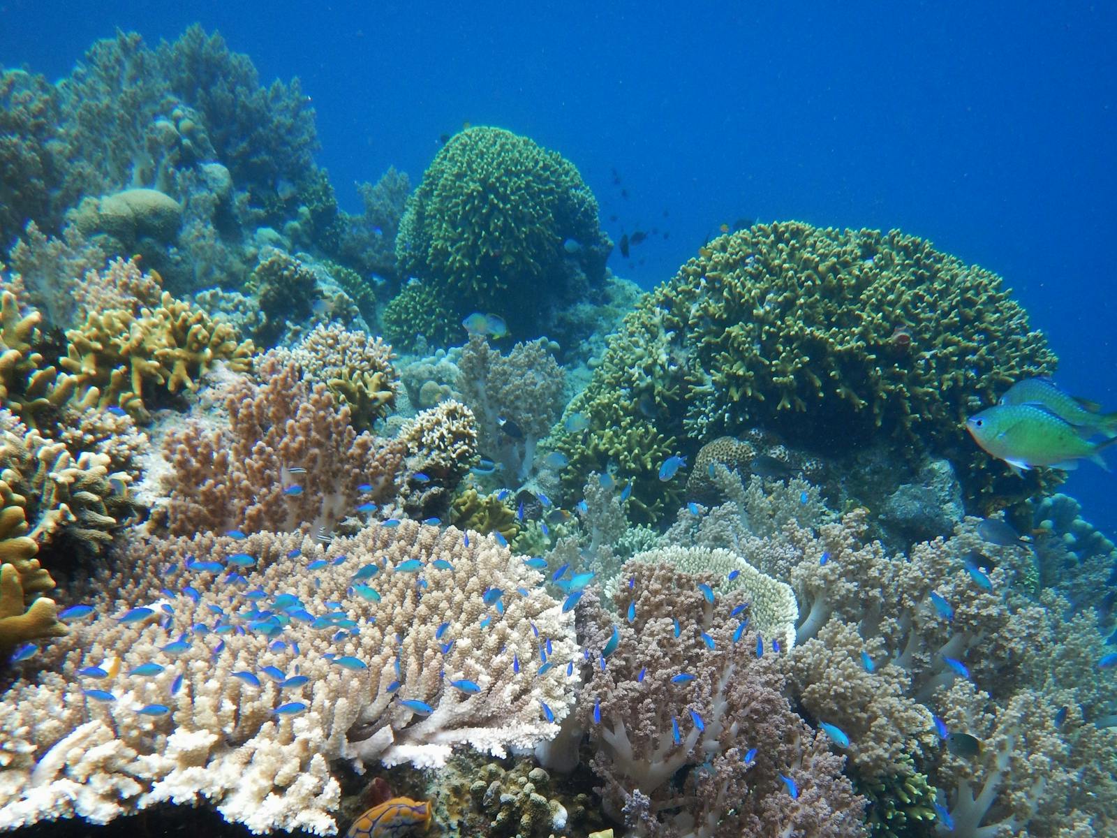 Pilbara Dive and Tours