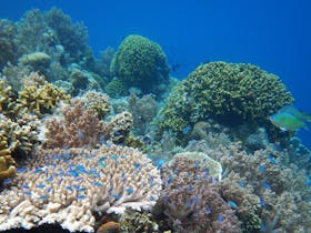 Pilbara Dive and Tours, Western Australia