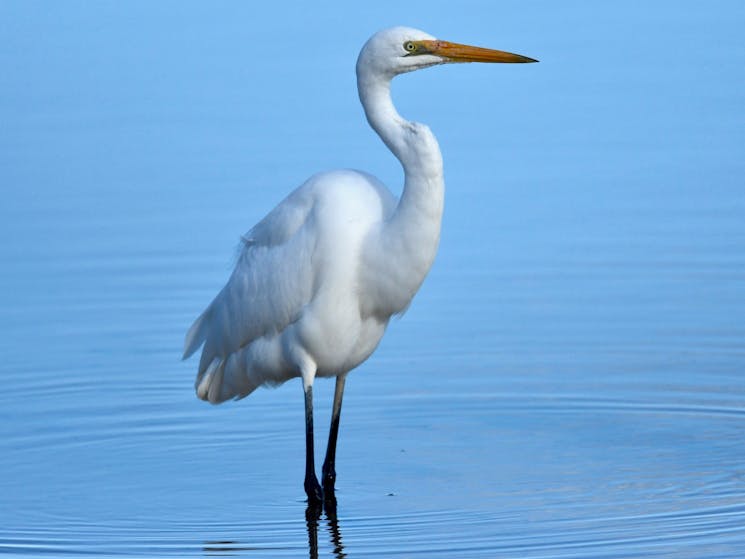 Tall, graceful, long legs, long-necked with a white plumage. Found at Dee Why Lagoon.
