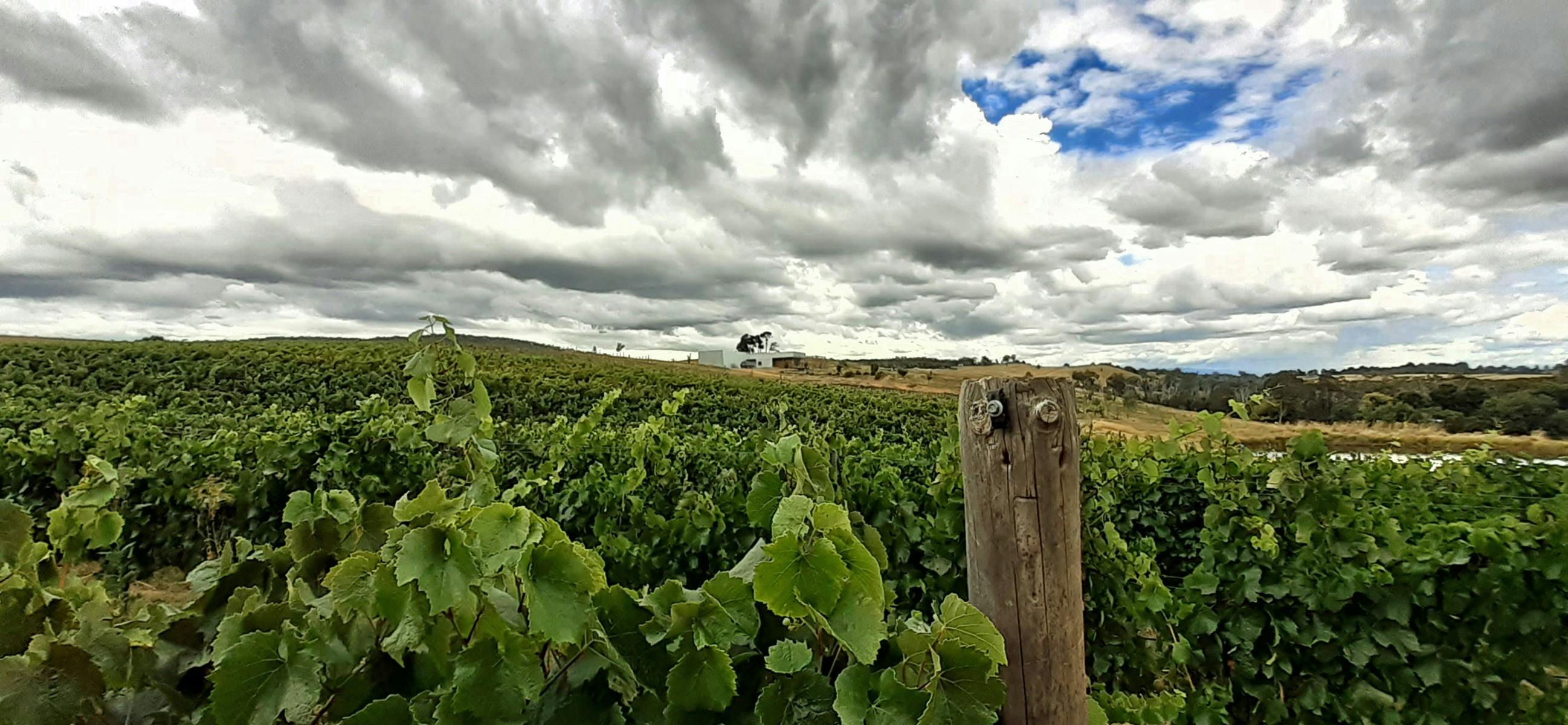 Winery view vintage 2022