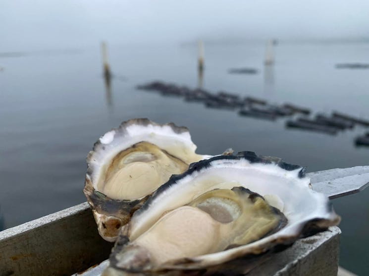 Pearly Oyster Bar and Farm