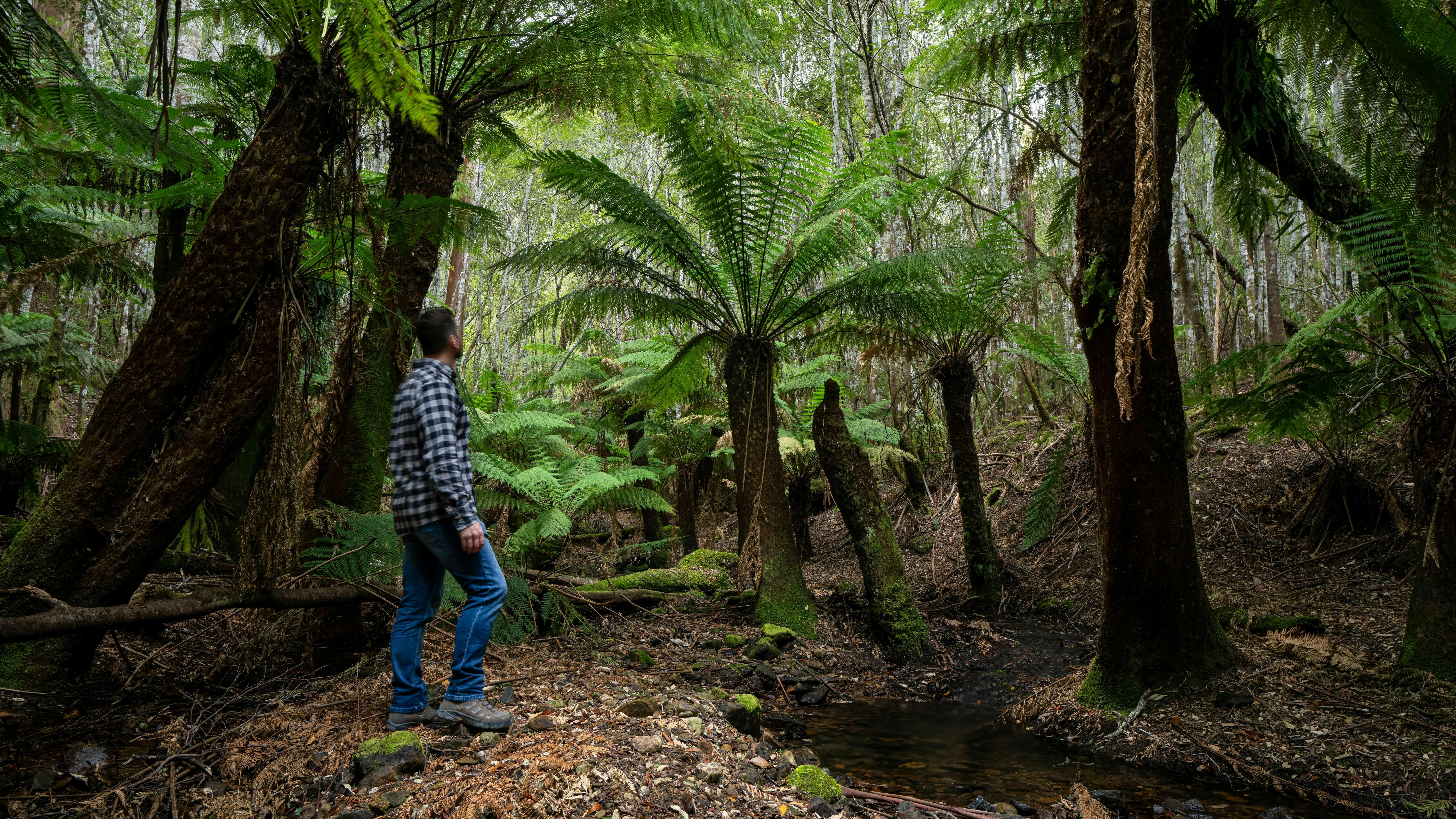 A person standing in a forest of ancient Tasmanian ferns