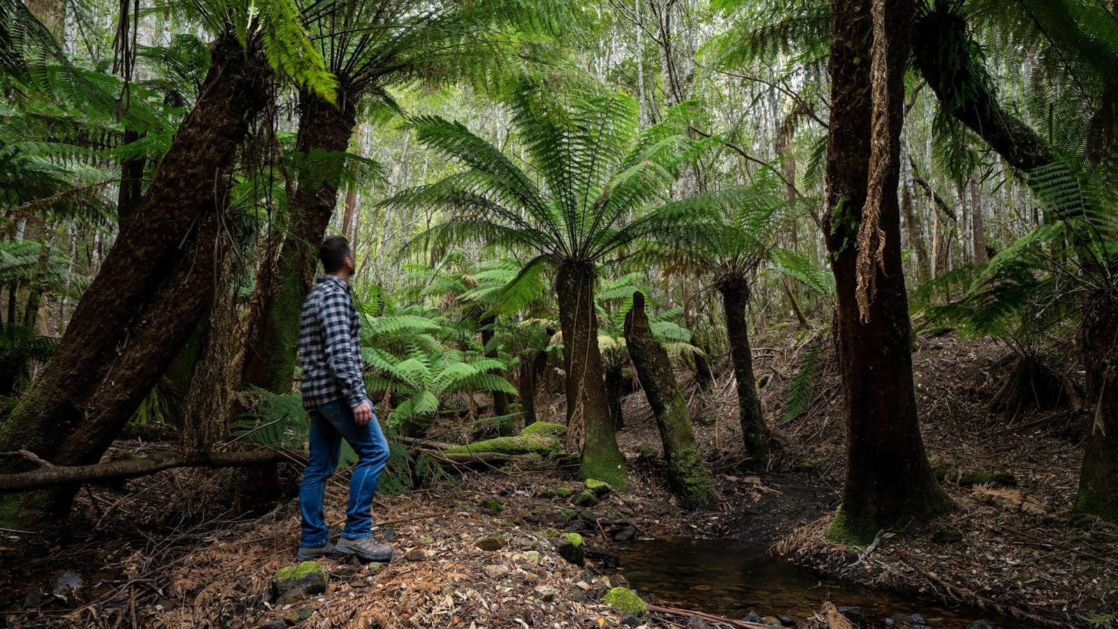 Ancient Ferns On The Property
