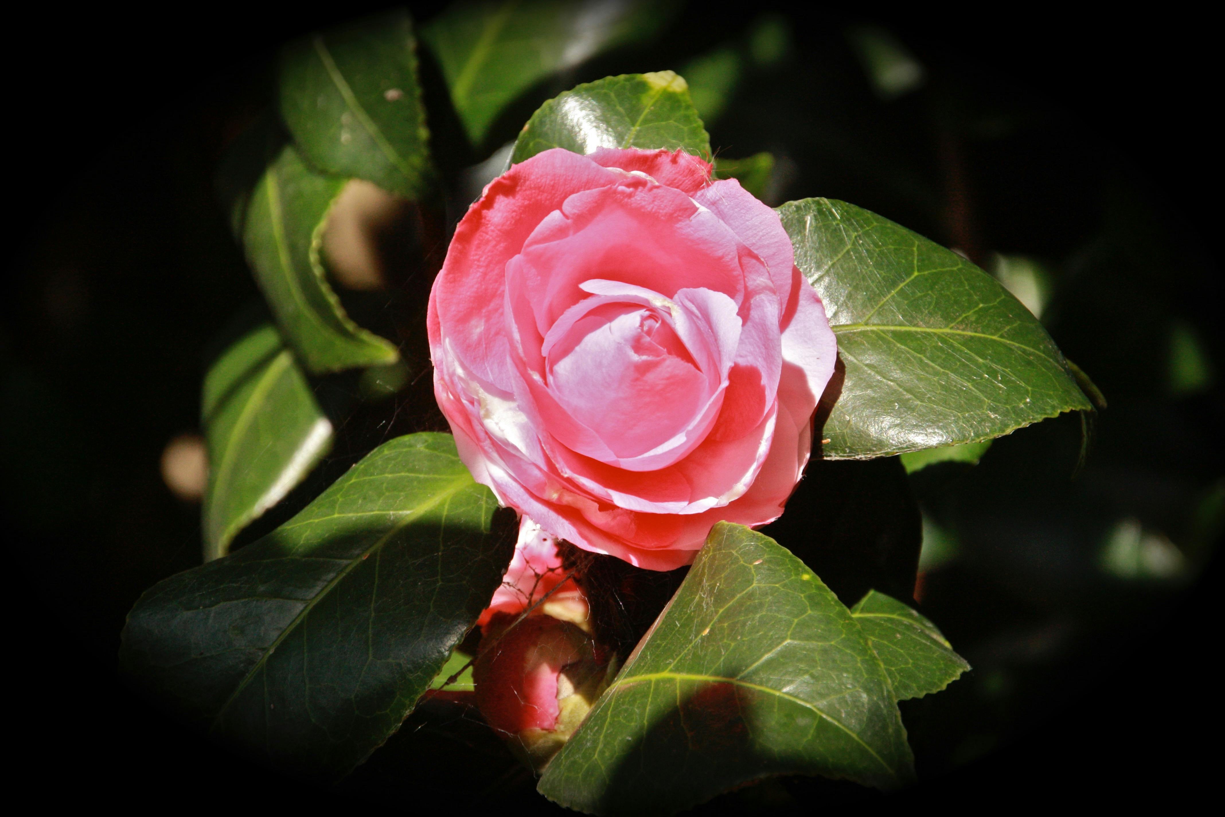A Camelia from a garden tree