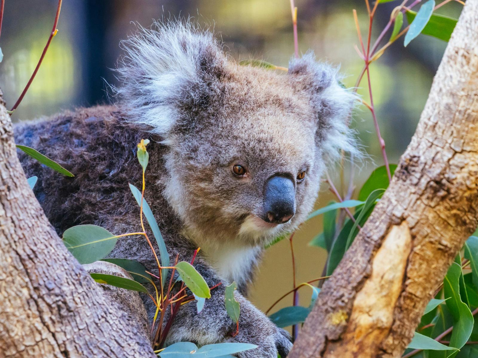 Koala in a tree