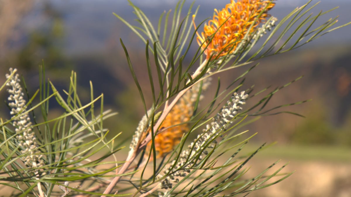 bottlebrush