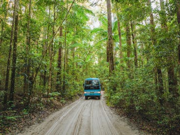 Bus in Pile Valley Rainforest, K'gari (Fraser Island) Bus in Pile Valley Rainforest, K'gari (Fraser Island)
