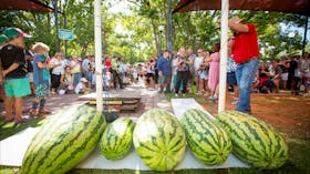 Chinchilla Melon Festival