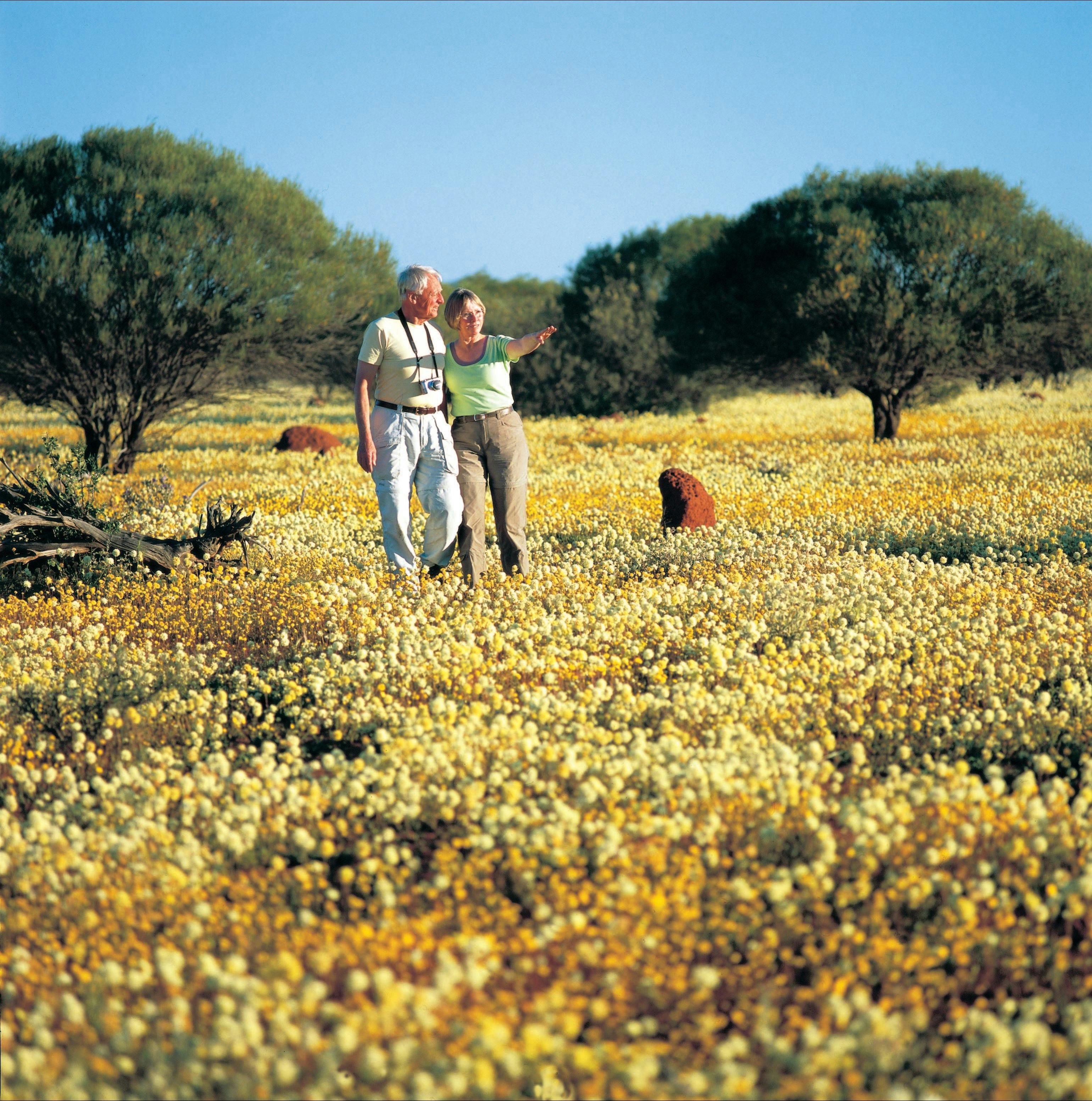 Couple in field of yellow everlasting wildflowers, near Yalgoo