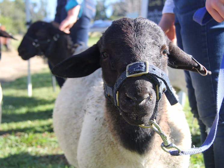 Family run Dorper Lamb business part of farm tour at Harvest Food Festival