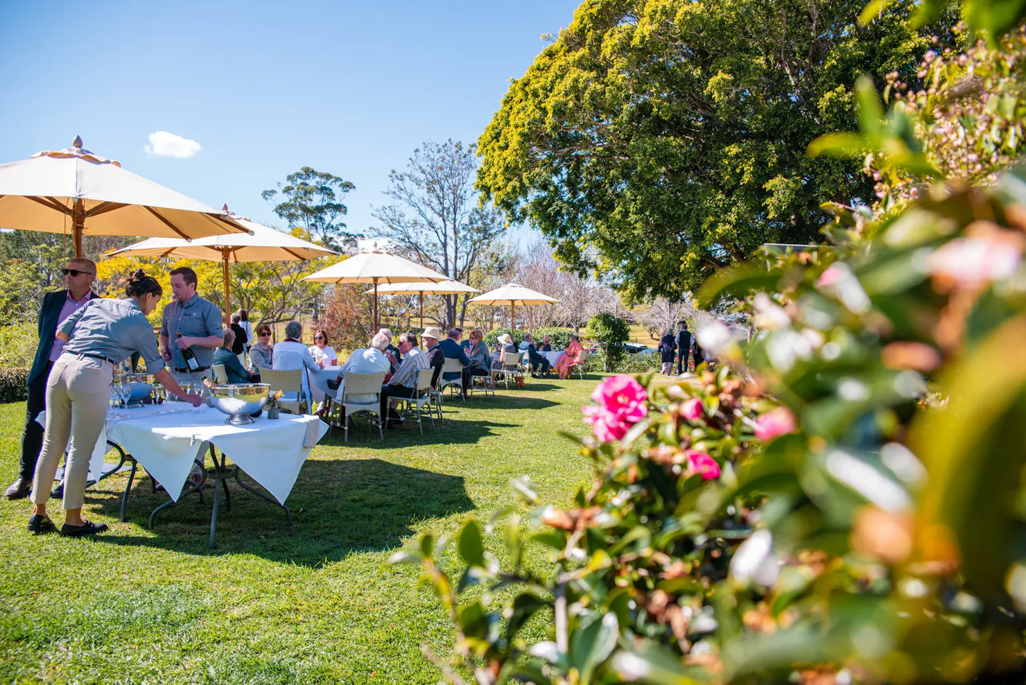 Tables with yellow umbrellas set across the lawns of Spicers Clovelly Estate
