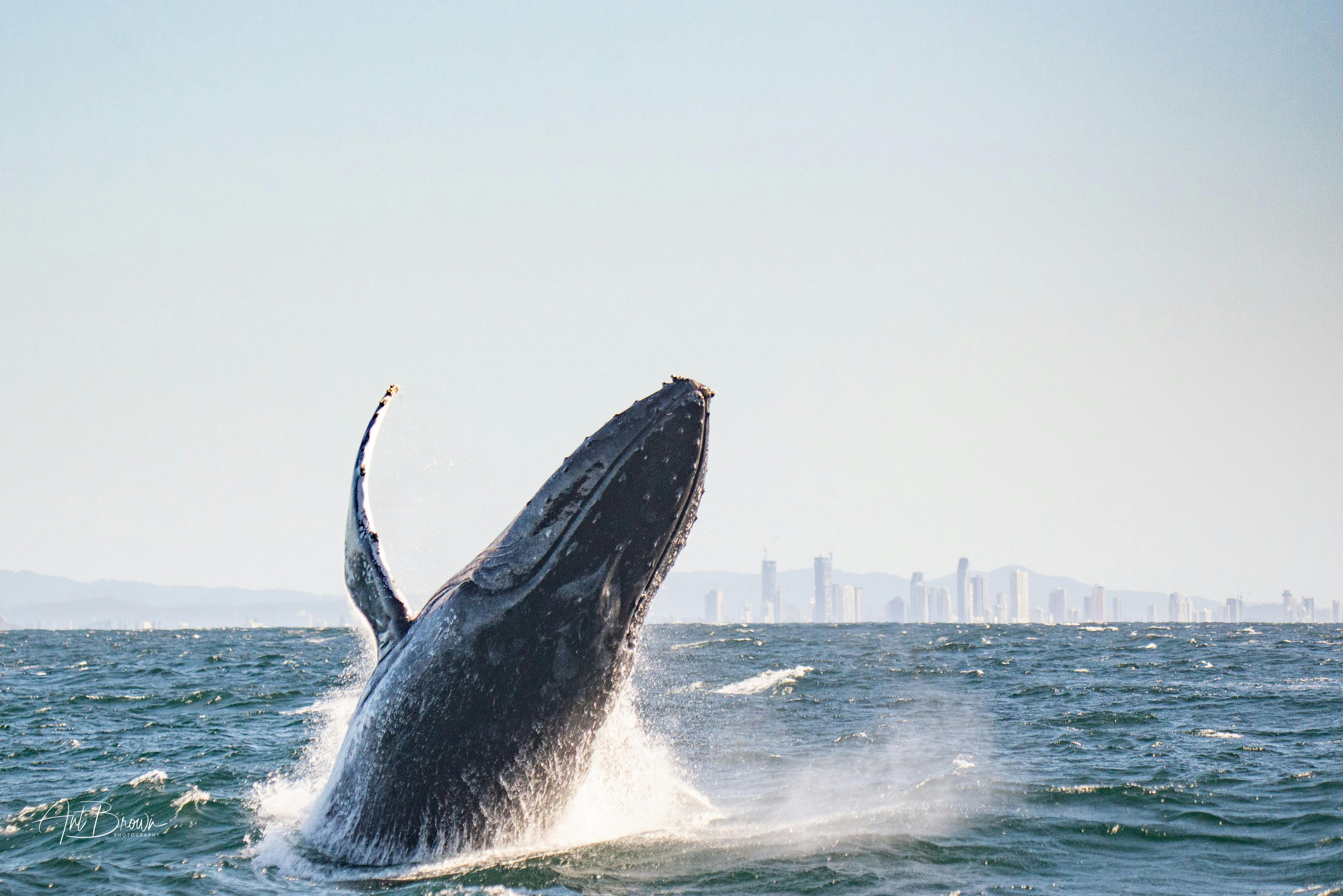 Whale Watching Gold Coast