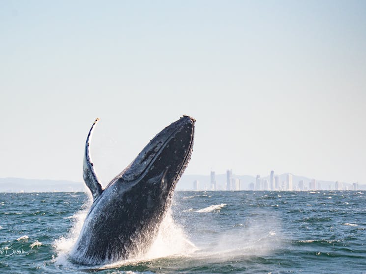 Whale breaching
