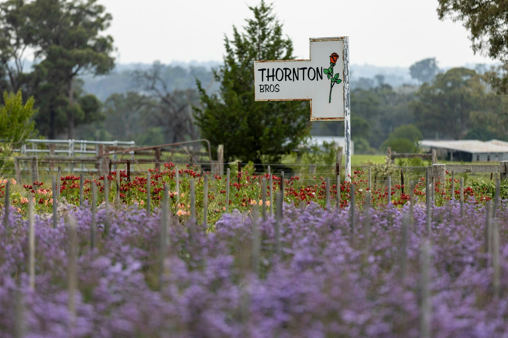Thornton Bros Roses - Flower Farm
