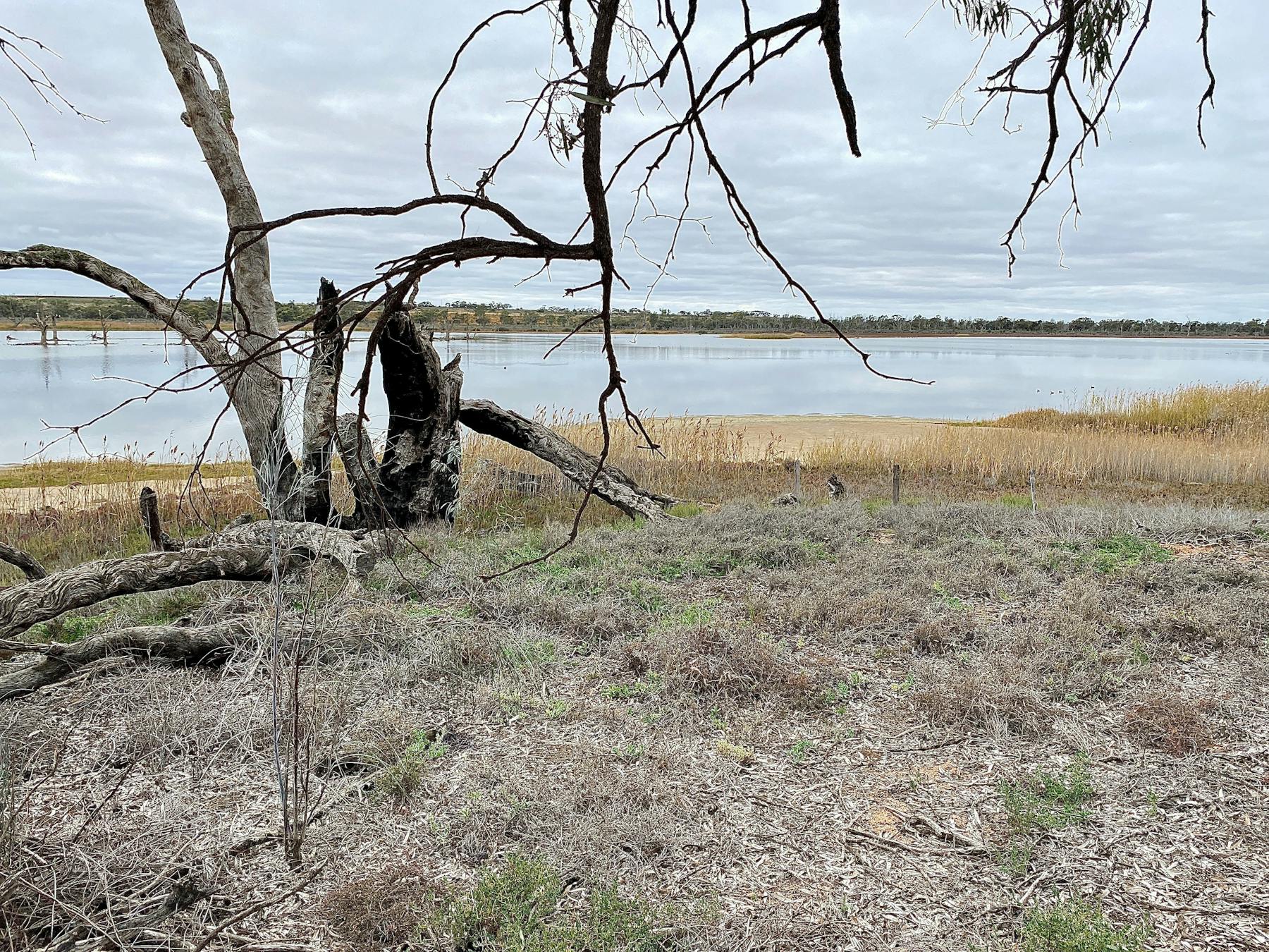 Bird Hide visible through the trees