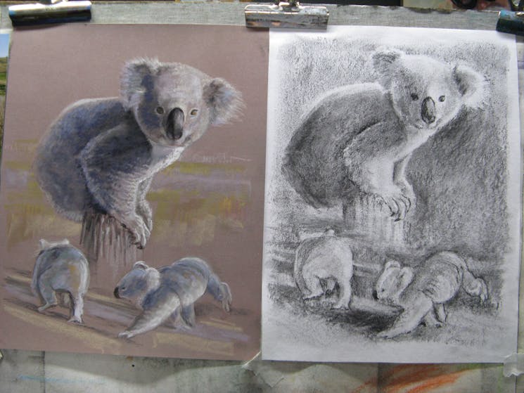 Soft pastel koalas alongside charcoal study by Karen James, Mt Rankin