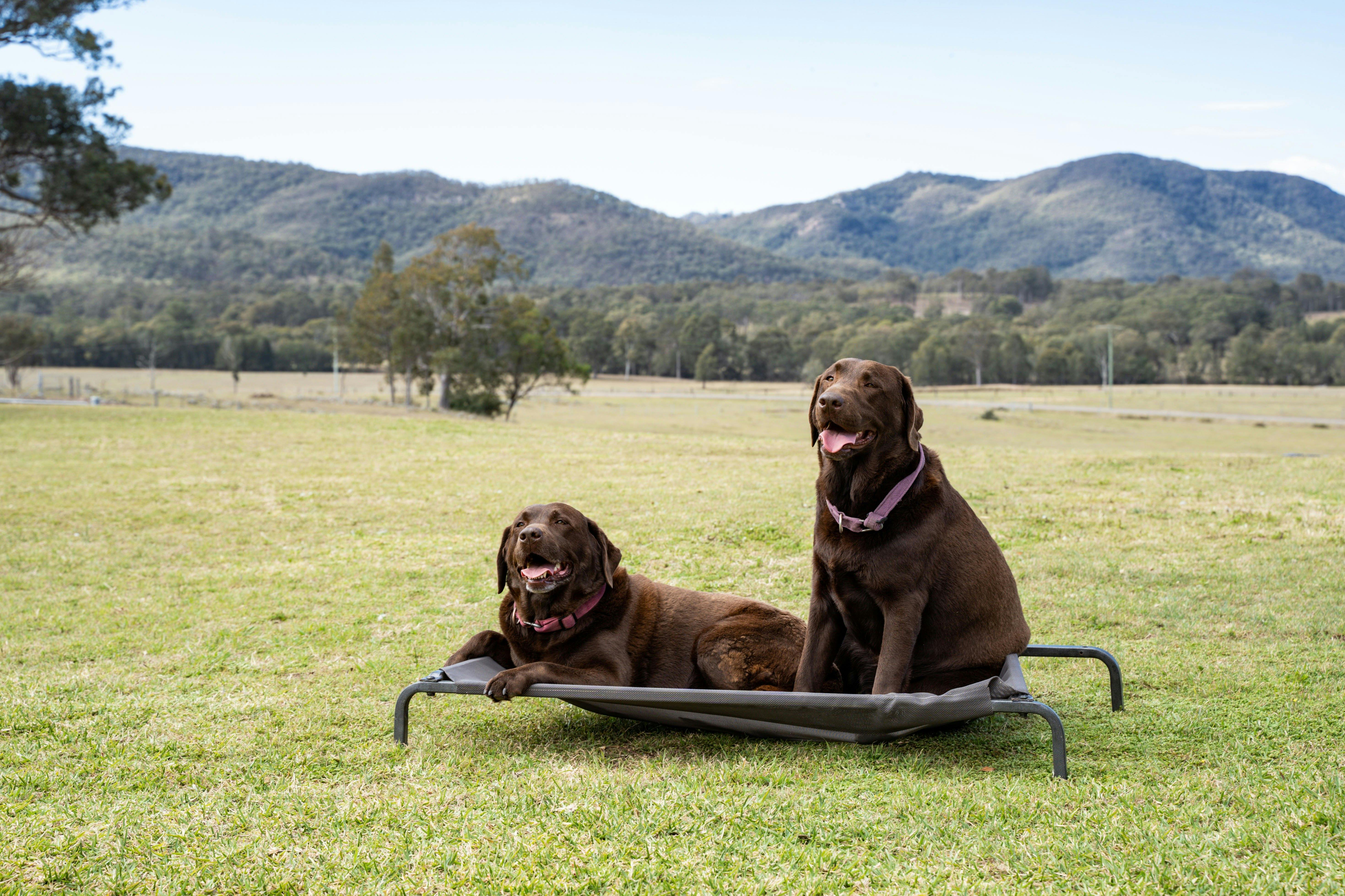 Hillbrook Estate - Pet Friendly