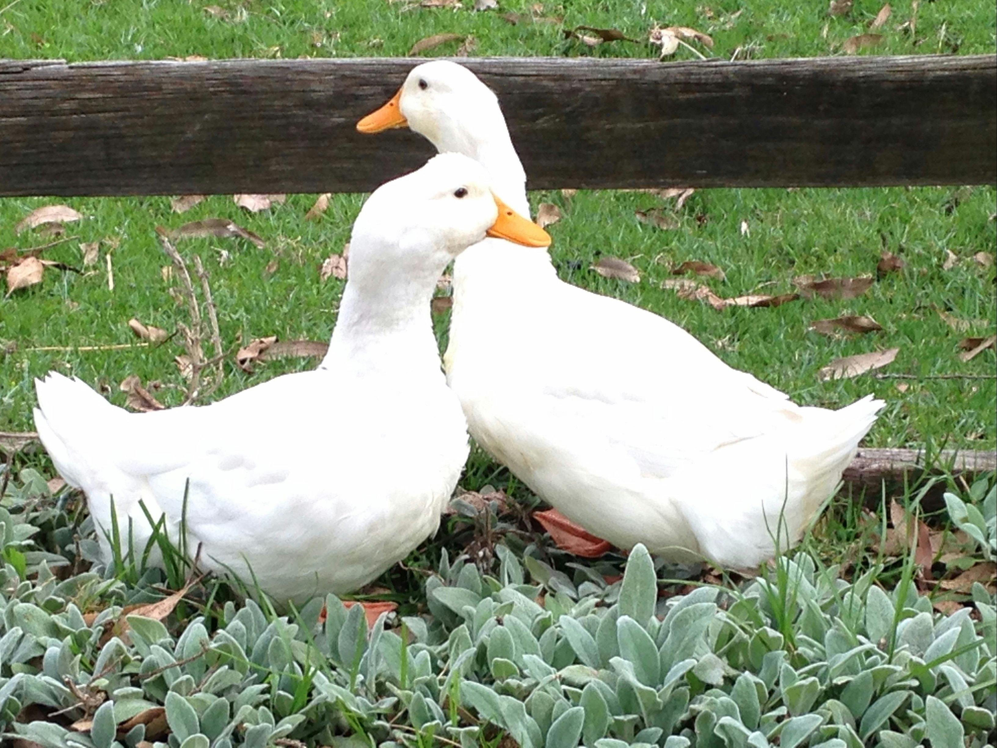 Ducks