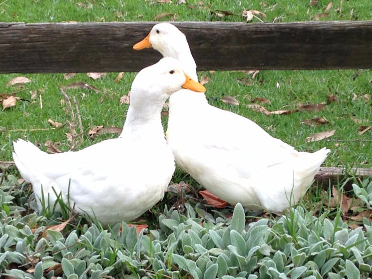 Ducks