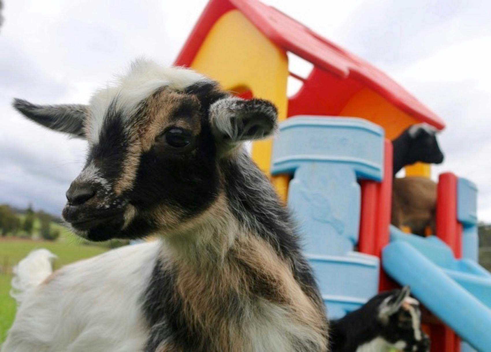 Baby Goat
