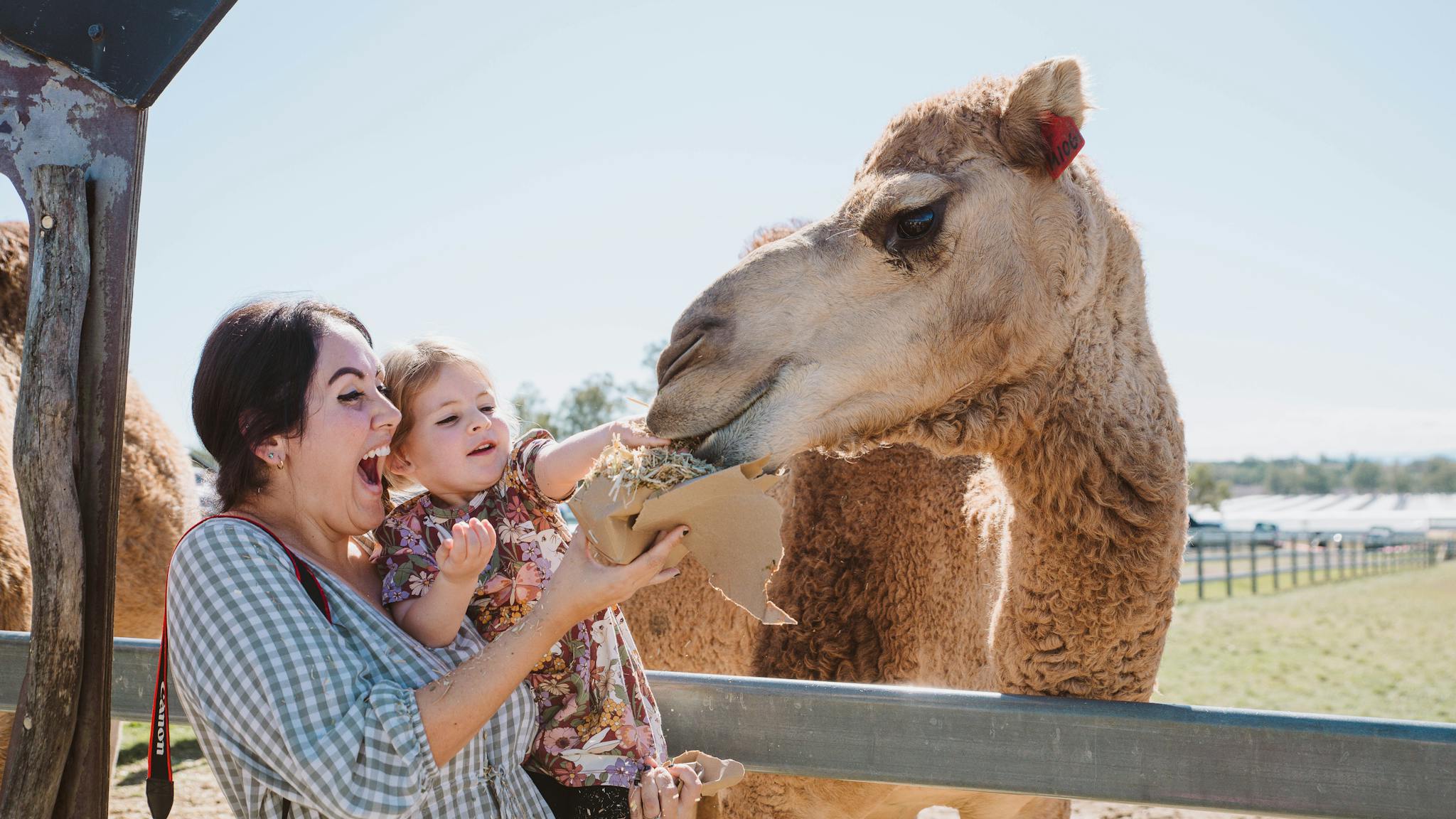 A mother, her baby girl, and a camel share a joyful moment during an authentic farming experience a