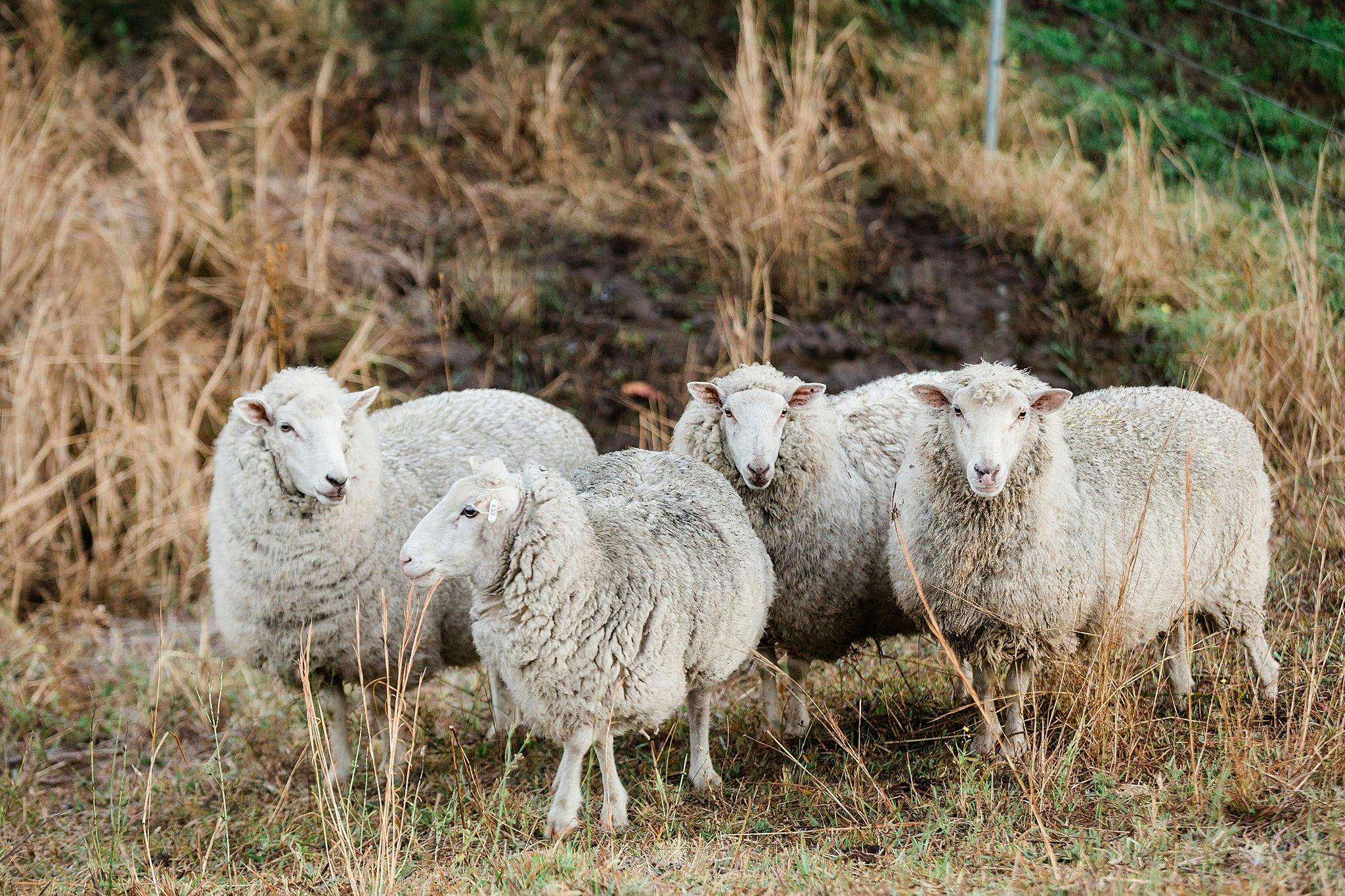 Nature's Echo Farm - Farm Tour with Animals
