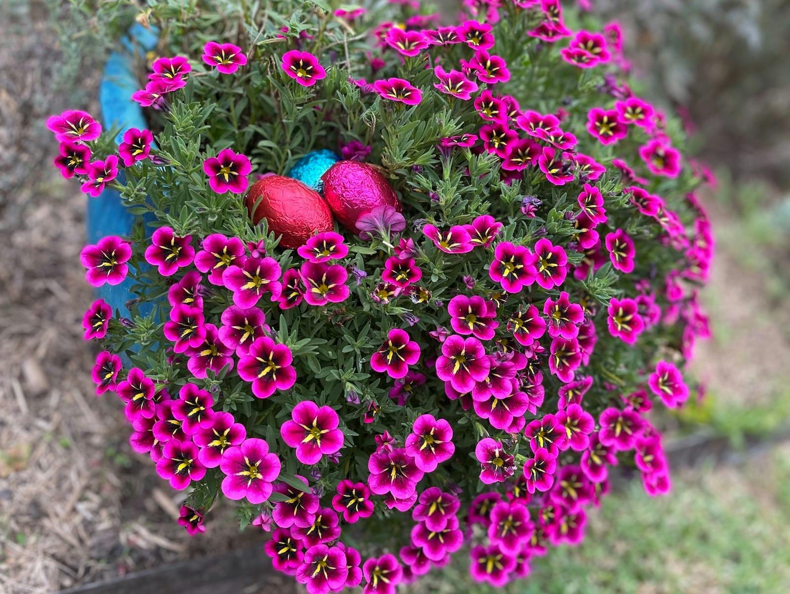 Easter Egg Hunt and Picnics Under The Oak Tree