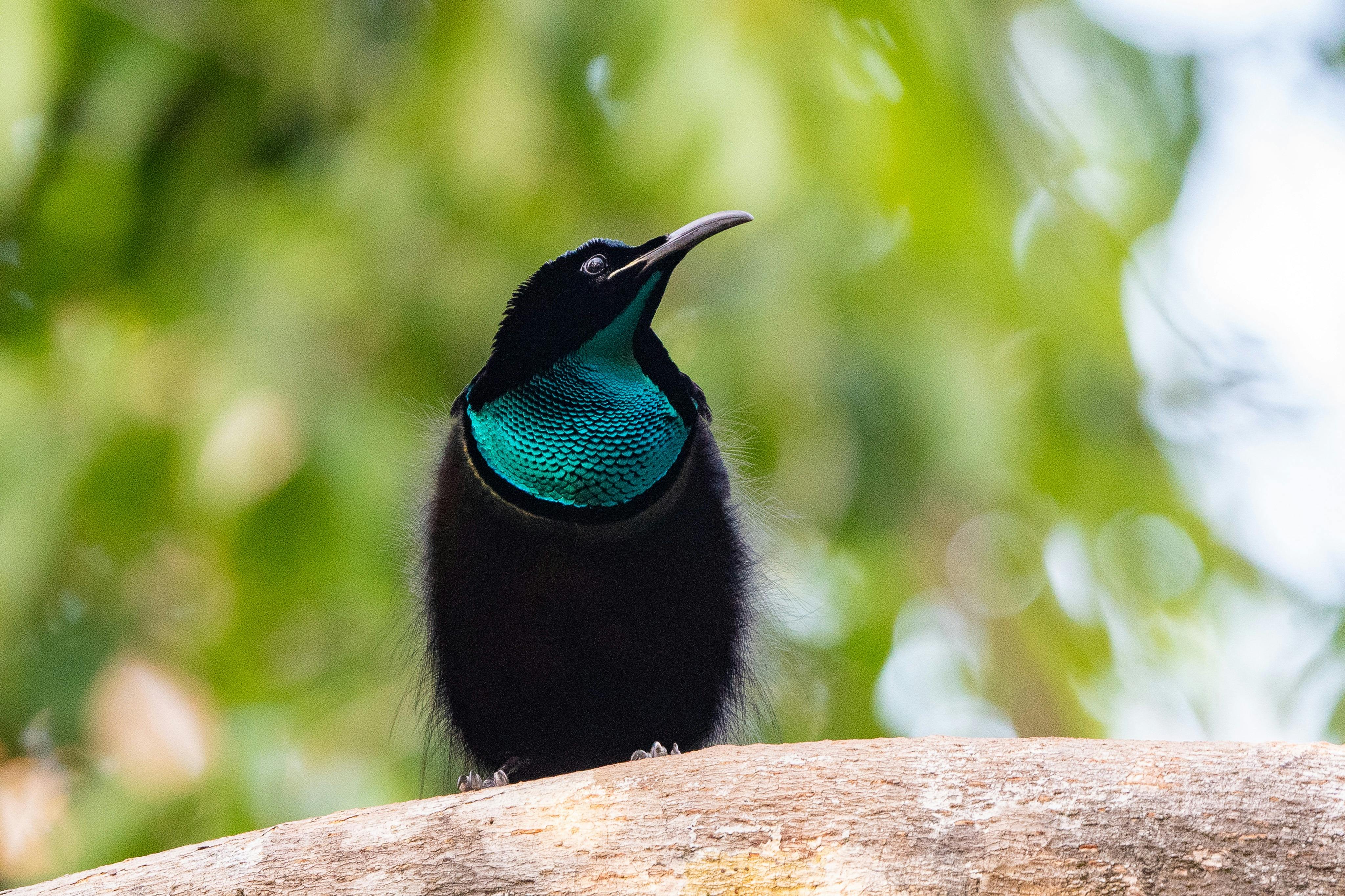Magnificent Riflebird (Ptiloris magnificus)