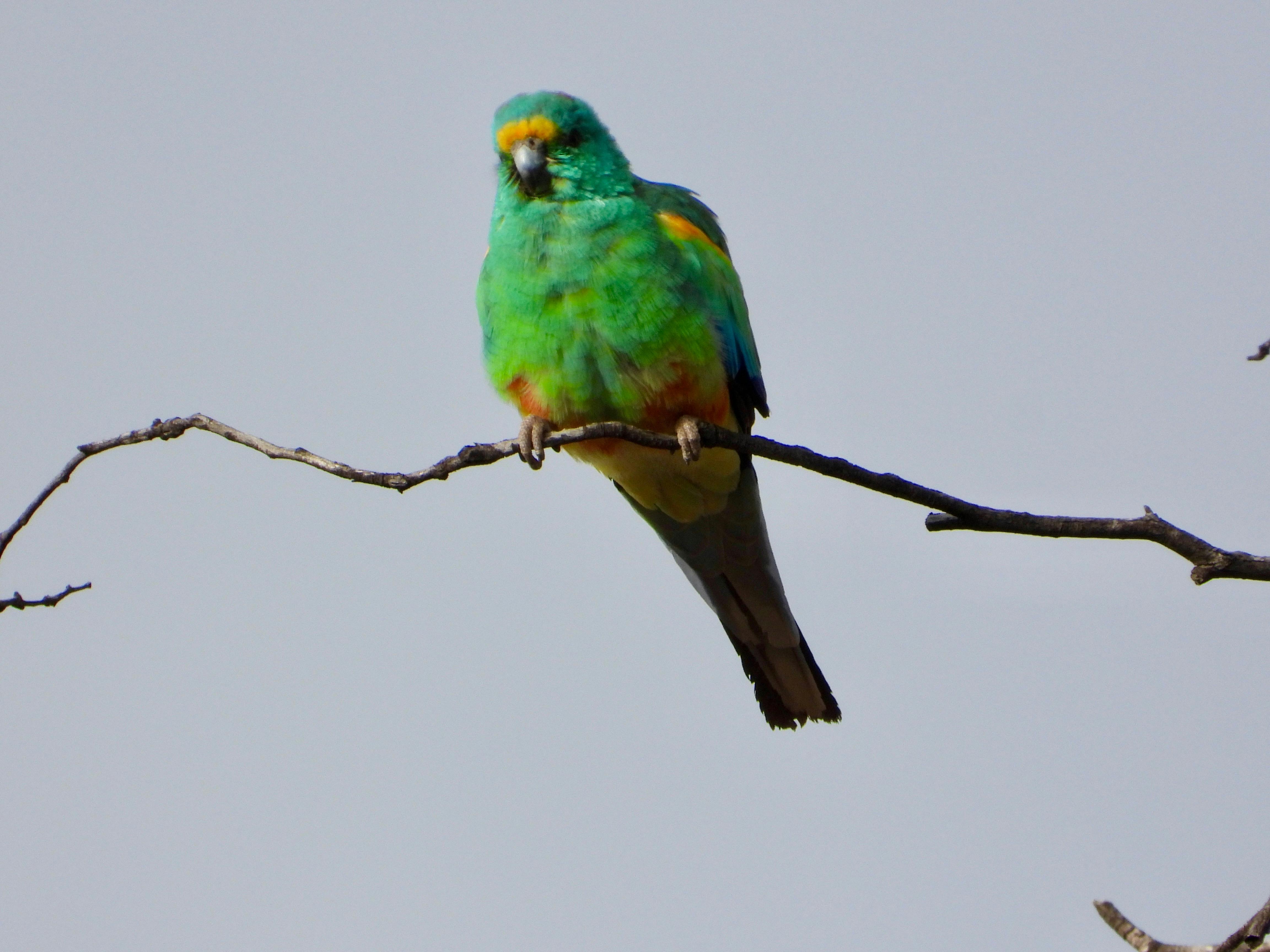 Gidgee Bush Camp and Farm Stay