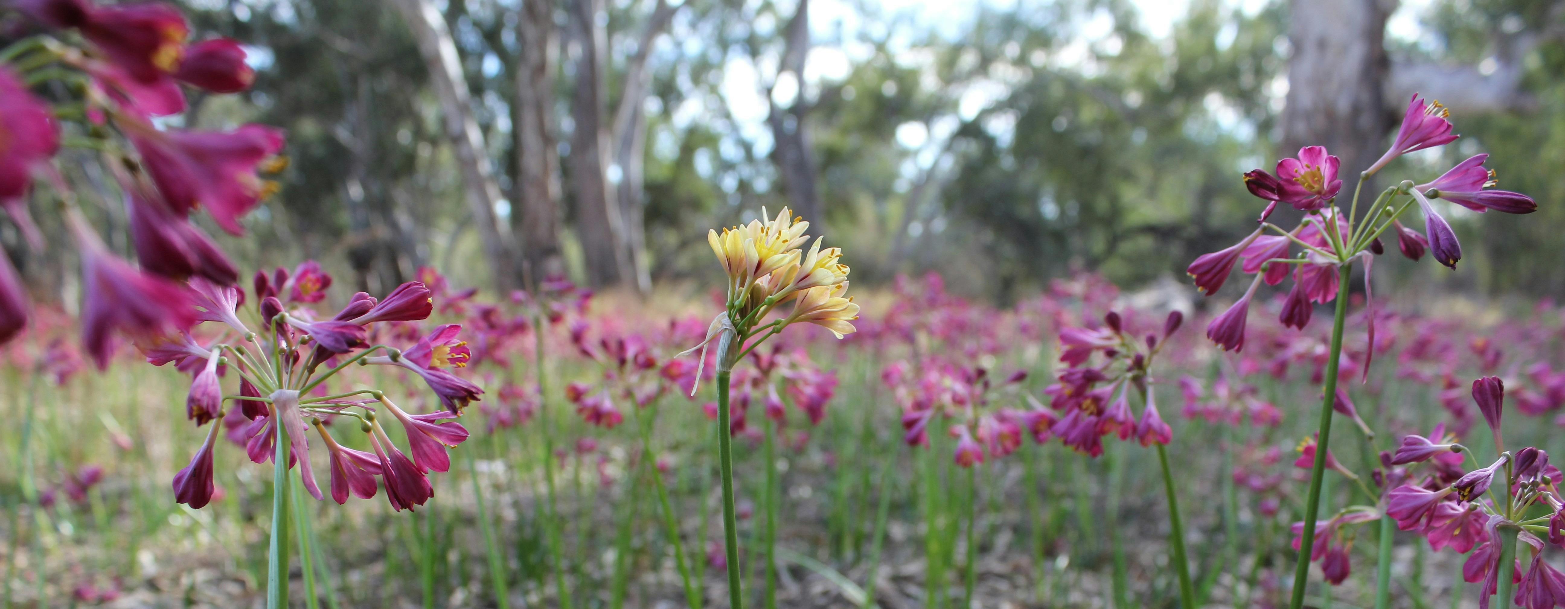 Mallee Wildflowers Expedition