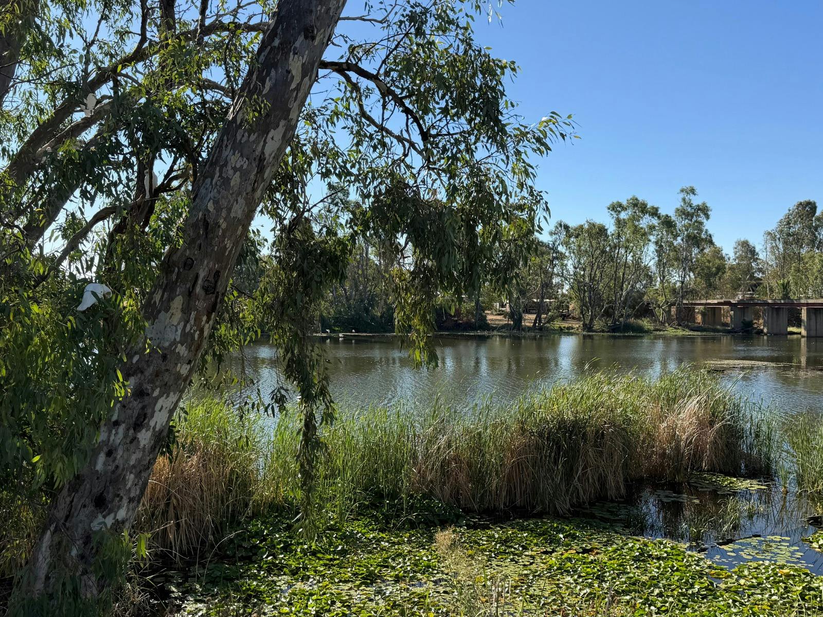 Roam Discovery Trail: Bridgewater on Loddon