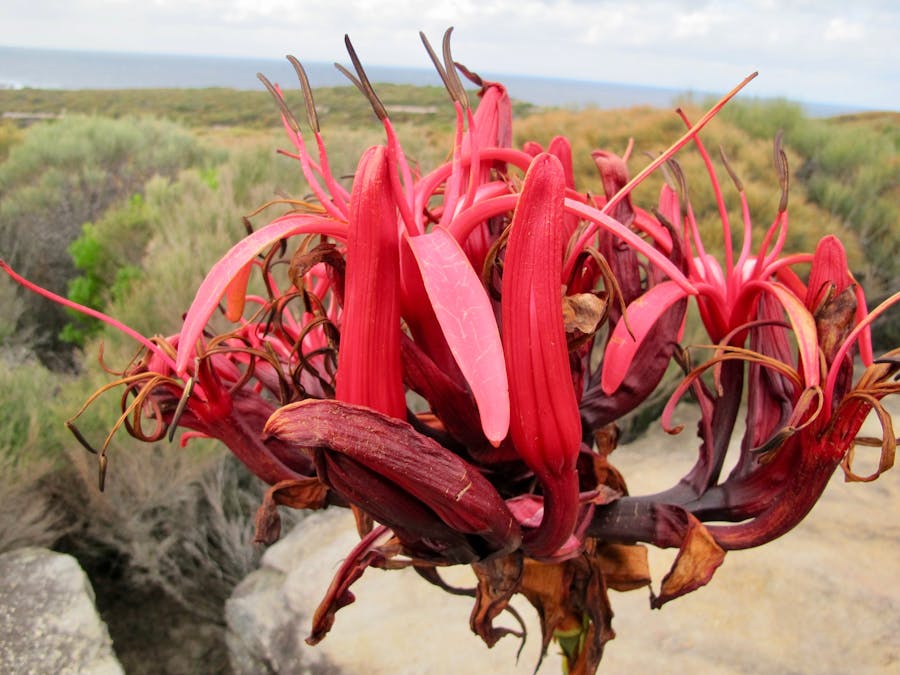 Doryanthes excelsa