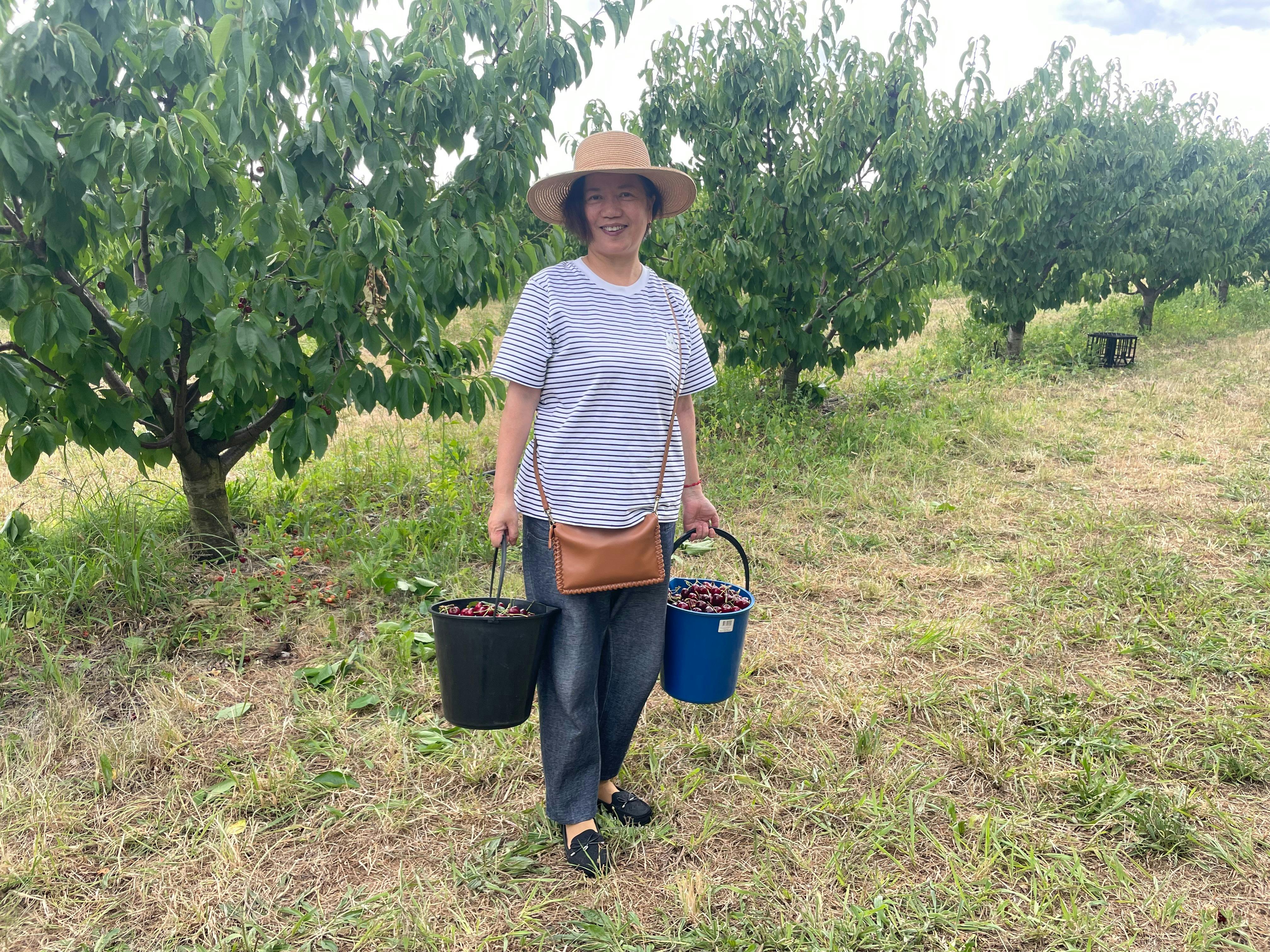 Lady picking cherries