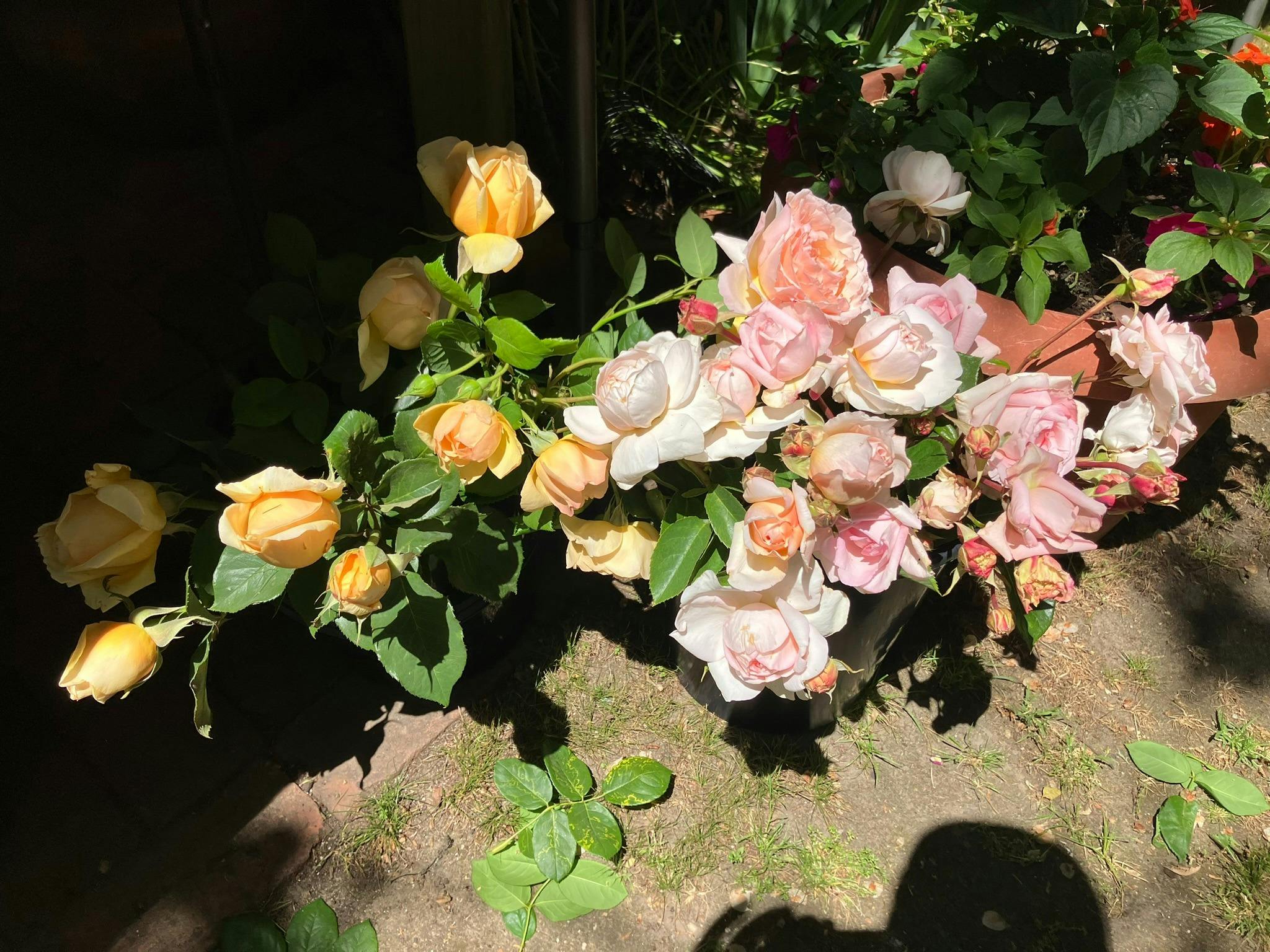 Fragrant roses, organically and locally grown by Indigo Rose Farm