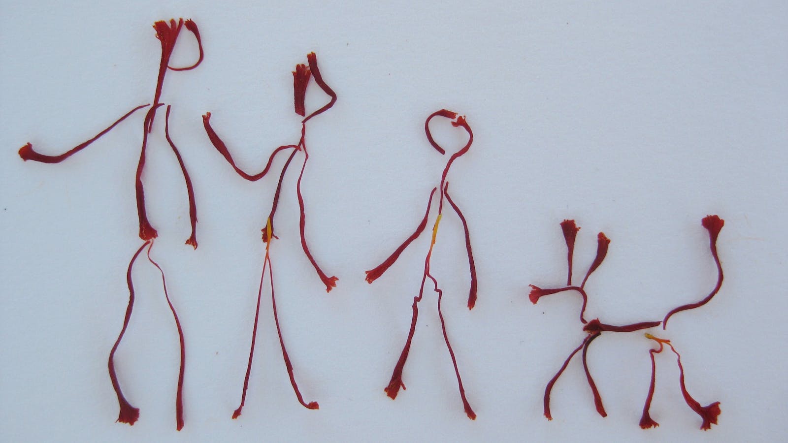 Our saffron family