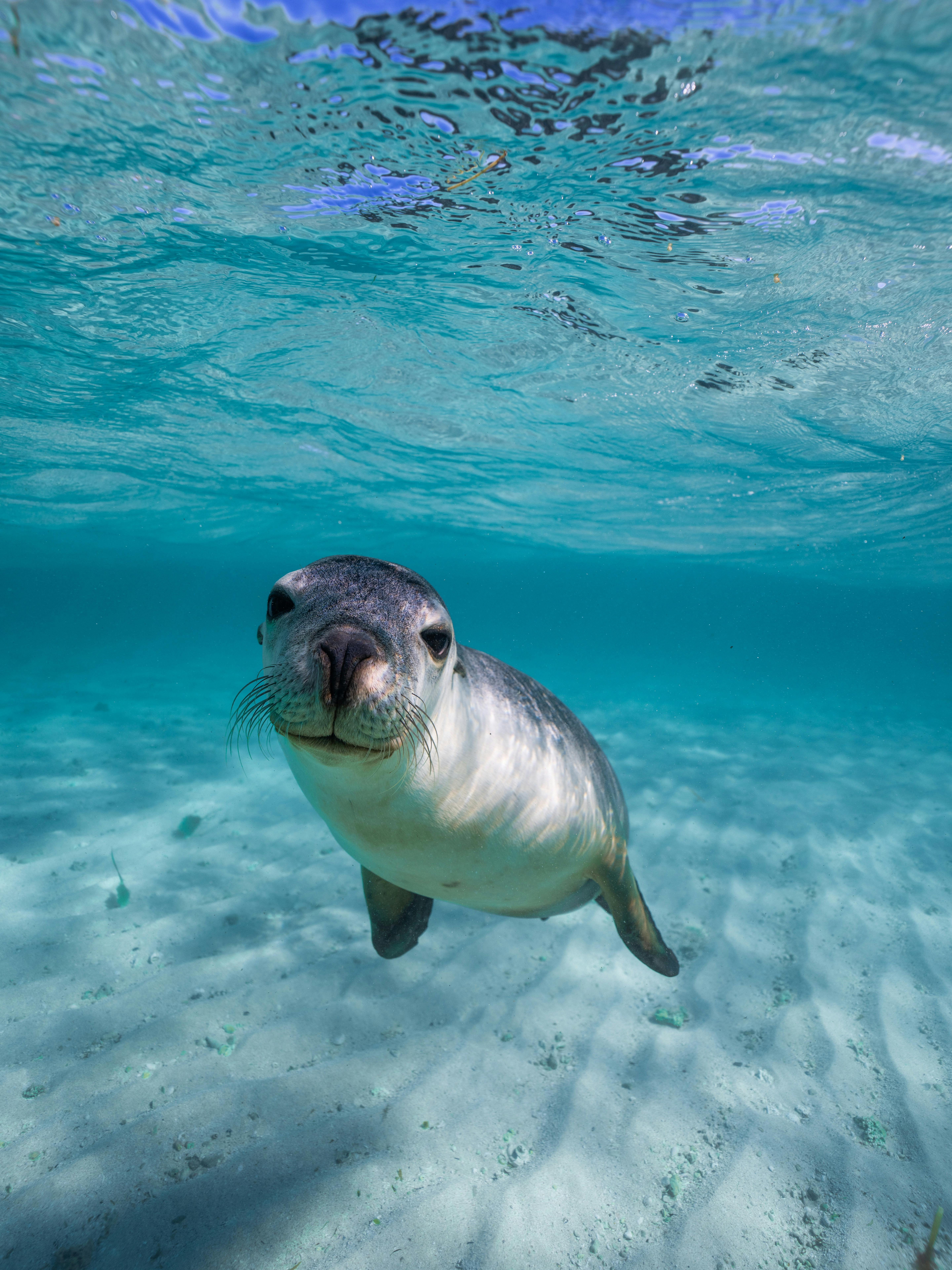 sea lion jurien bay