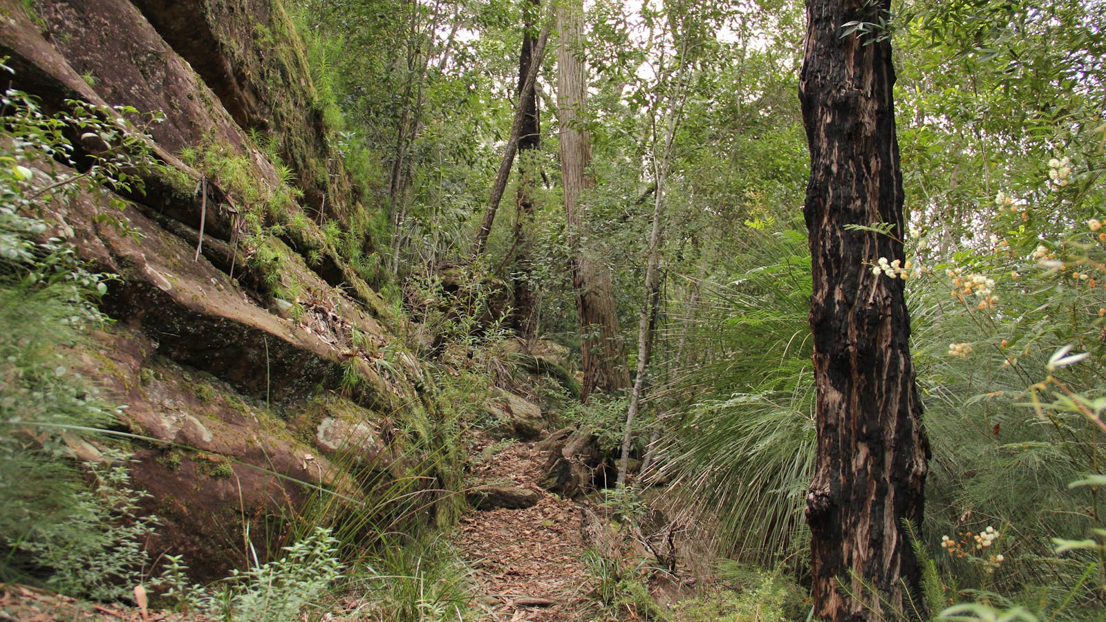 11 Kilometre Walking Track