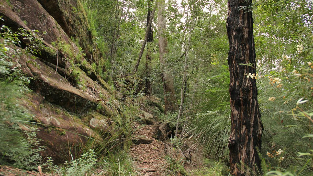 11 Kilometre Walking Track