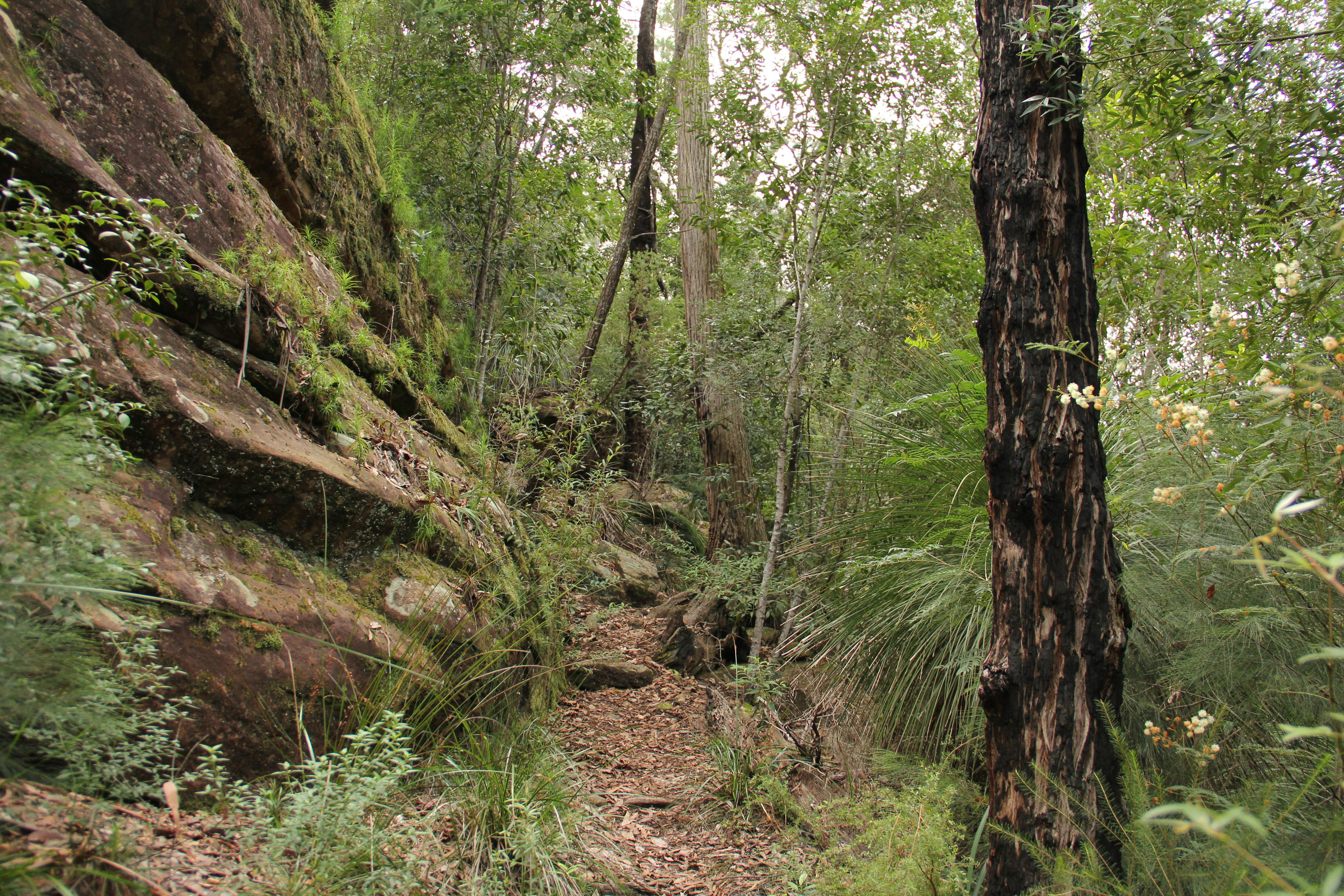 11 Kilometre Walking Track | Sydney, Australia - Official Travel