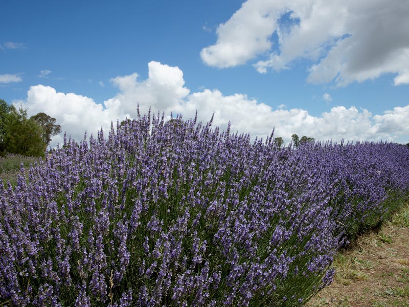 Lavender farm robertson nsw
