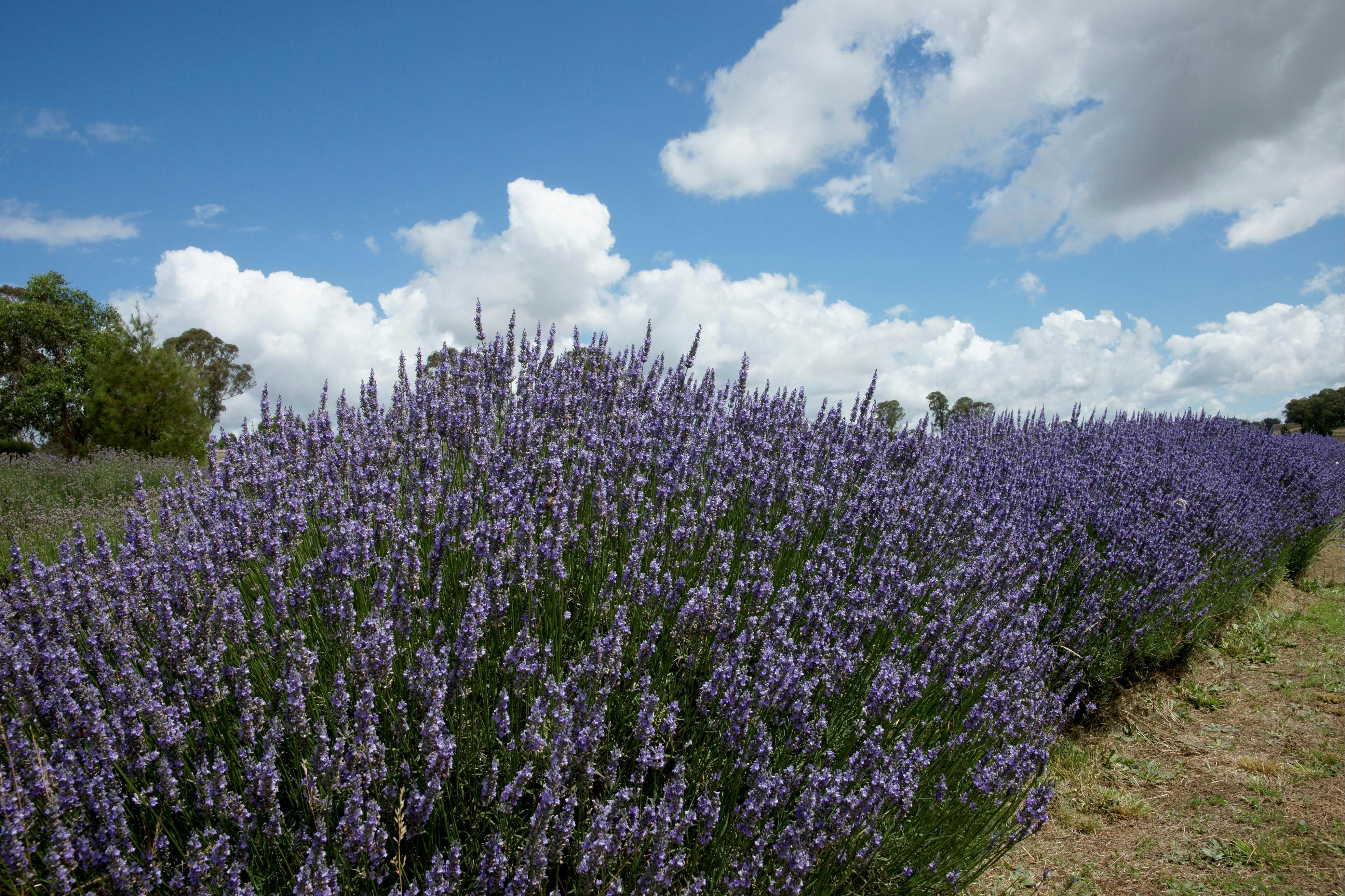 Crystal Brook Gardens and Lavender Farm NSW Holidays & Things to Do