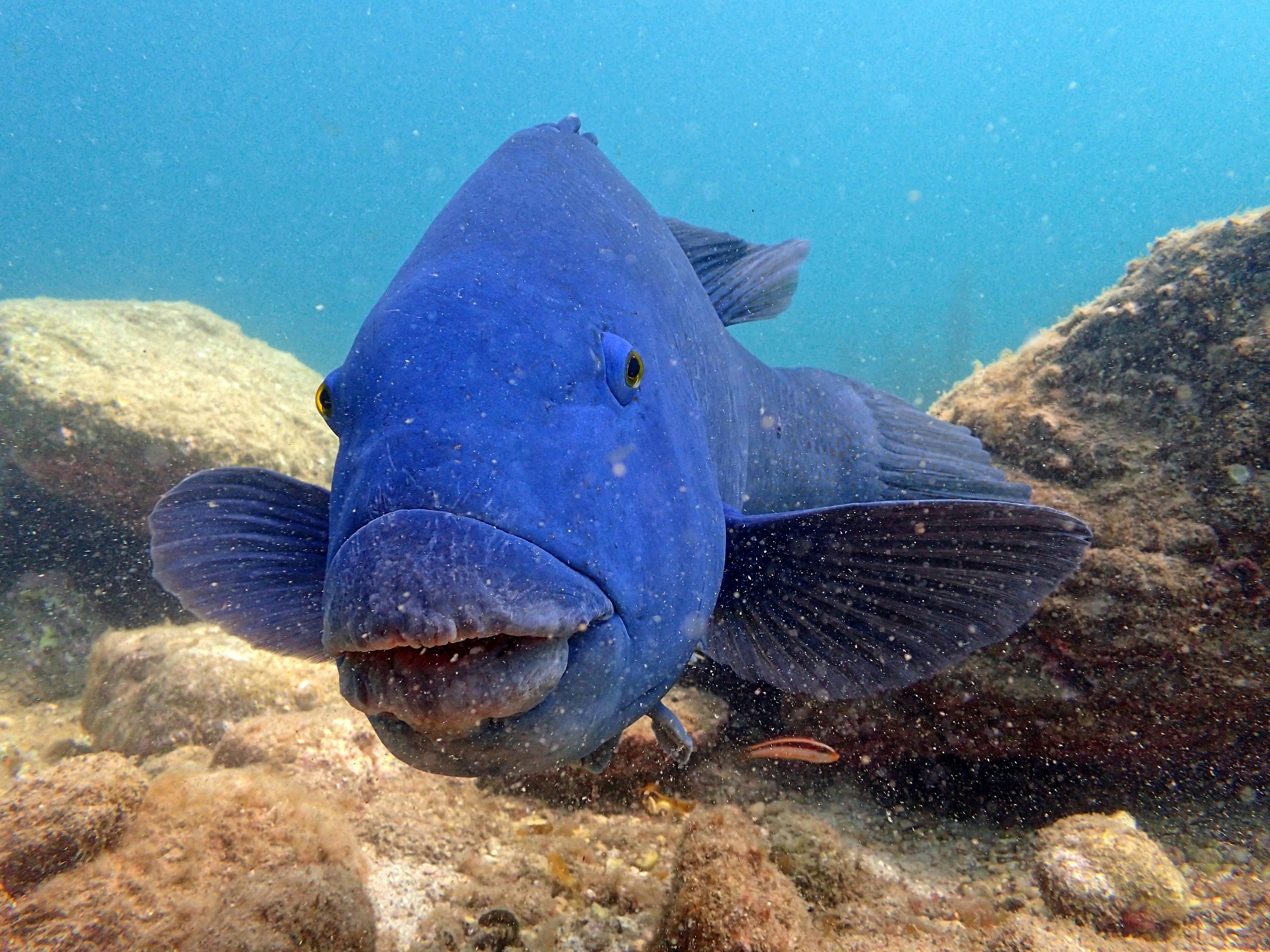 Mr Blue Groper