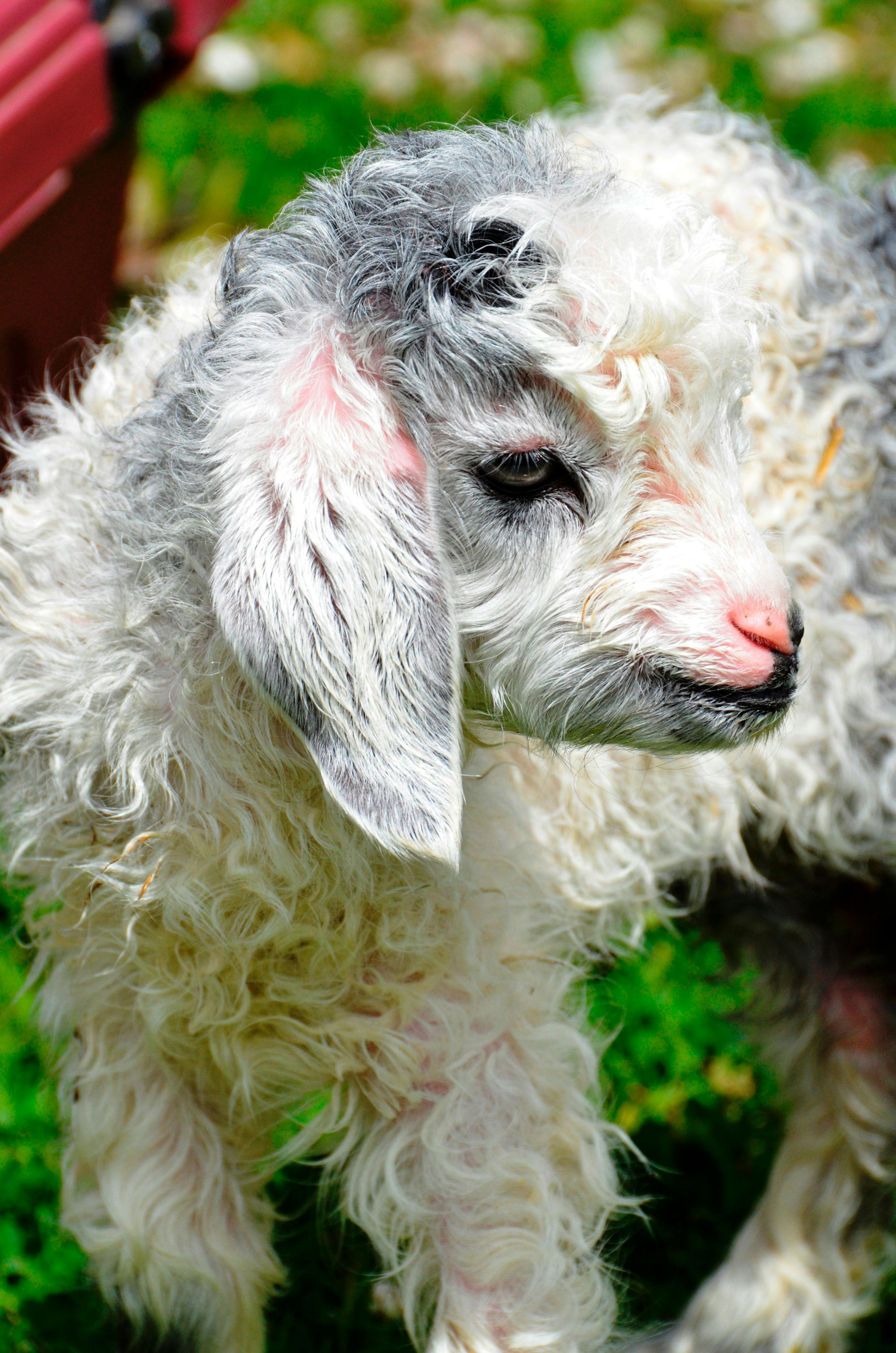 From August to October baby goats