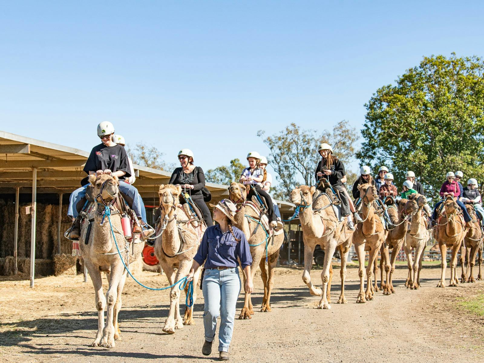 Lady leading a group of guests on a camel ride