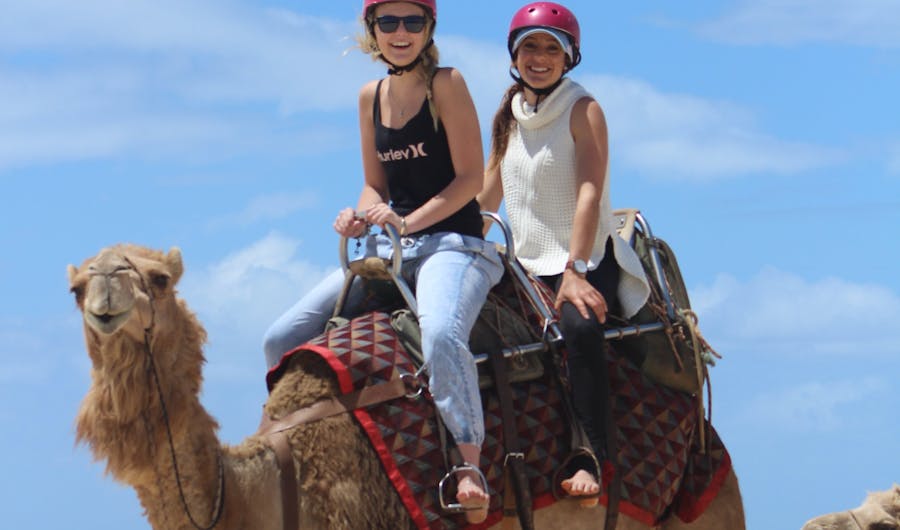 Port Macquarie Camel Safaris Port Macquarie Camel Safaris
