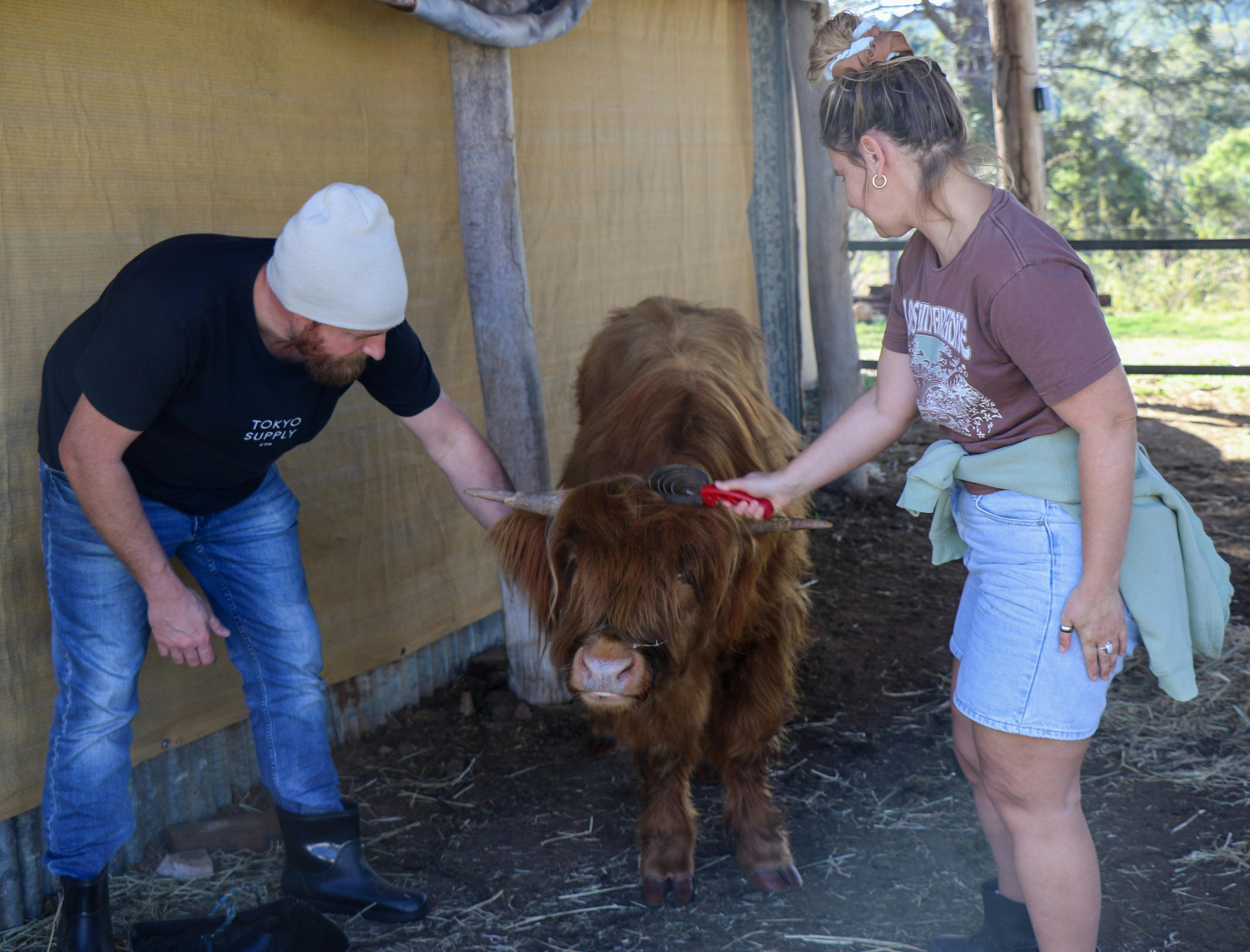 Highland Cow brushes
